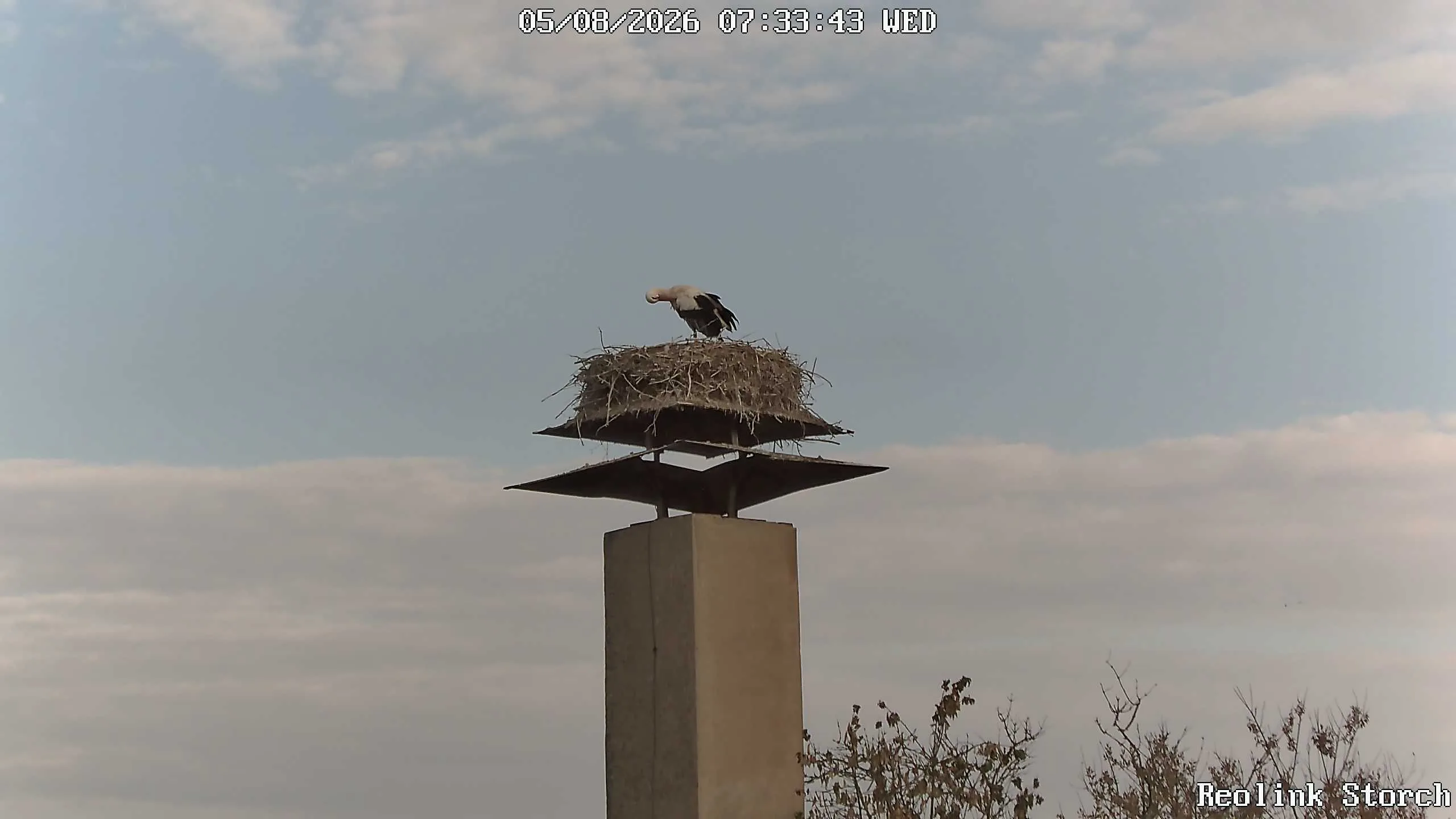 Storchencam Bild