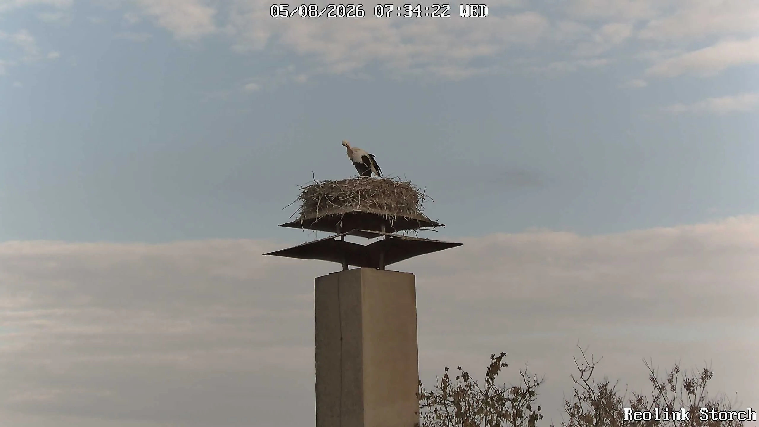 Storchencam Bild