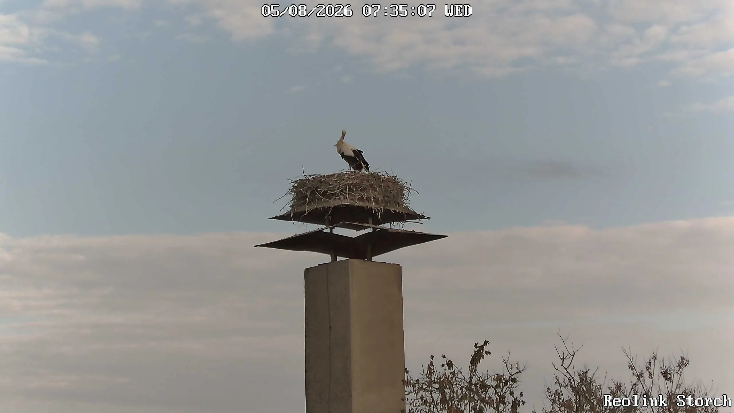 Storchencam Bild