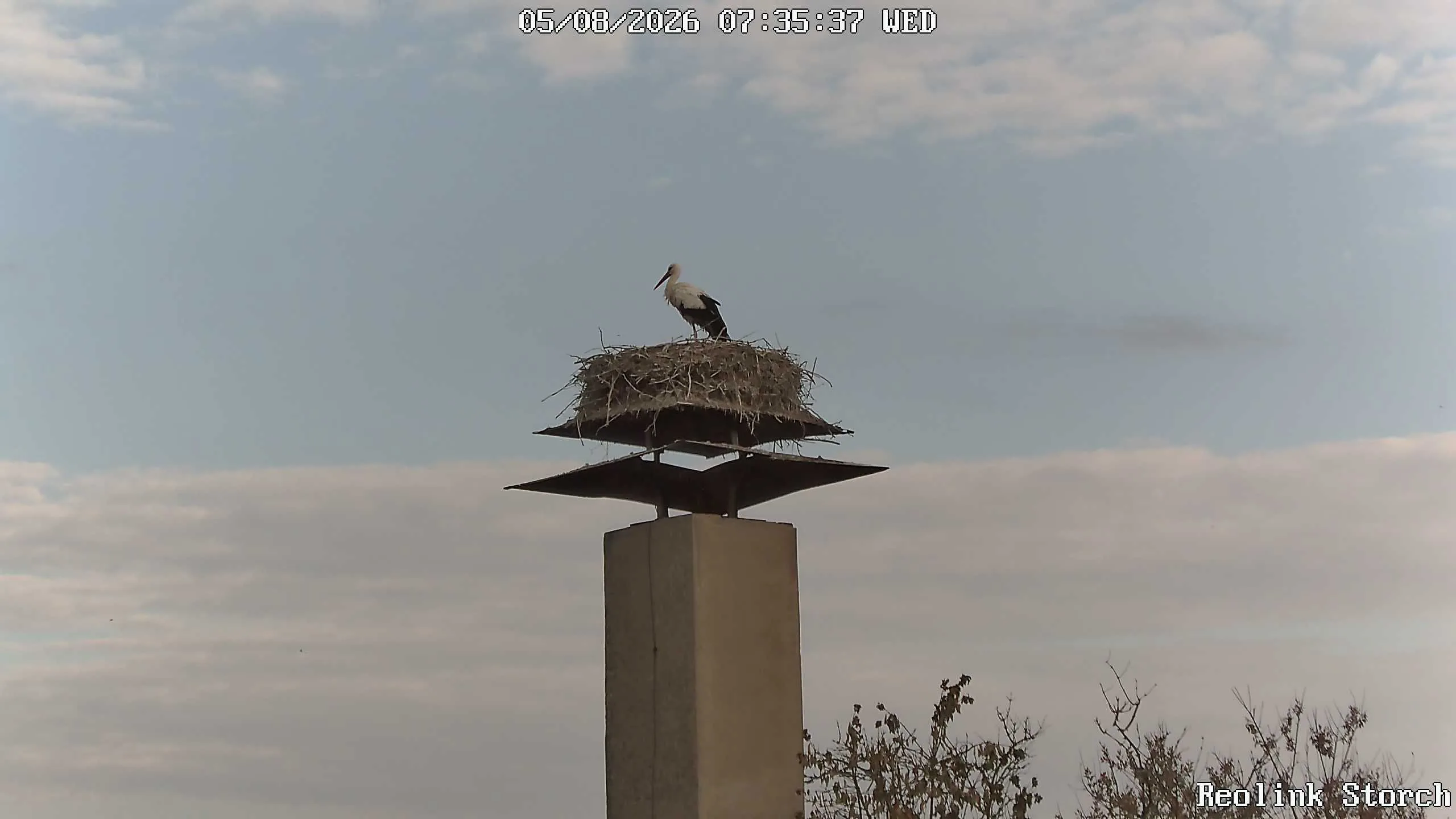 Storchencam Bild
