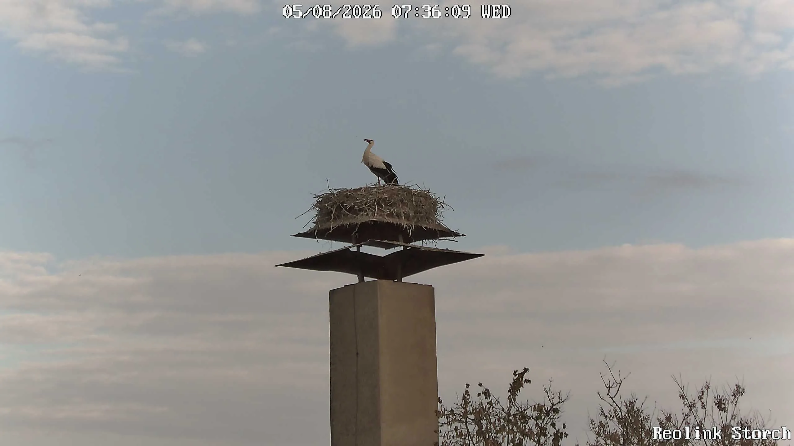 Storchencam Bild