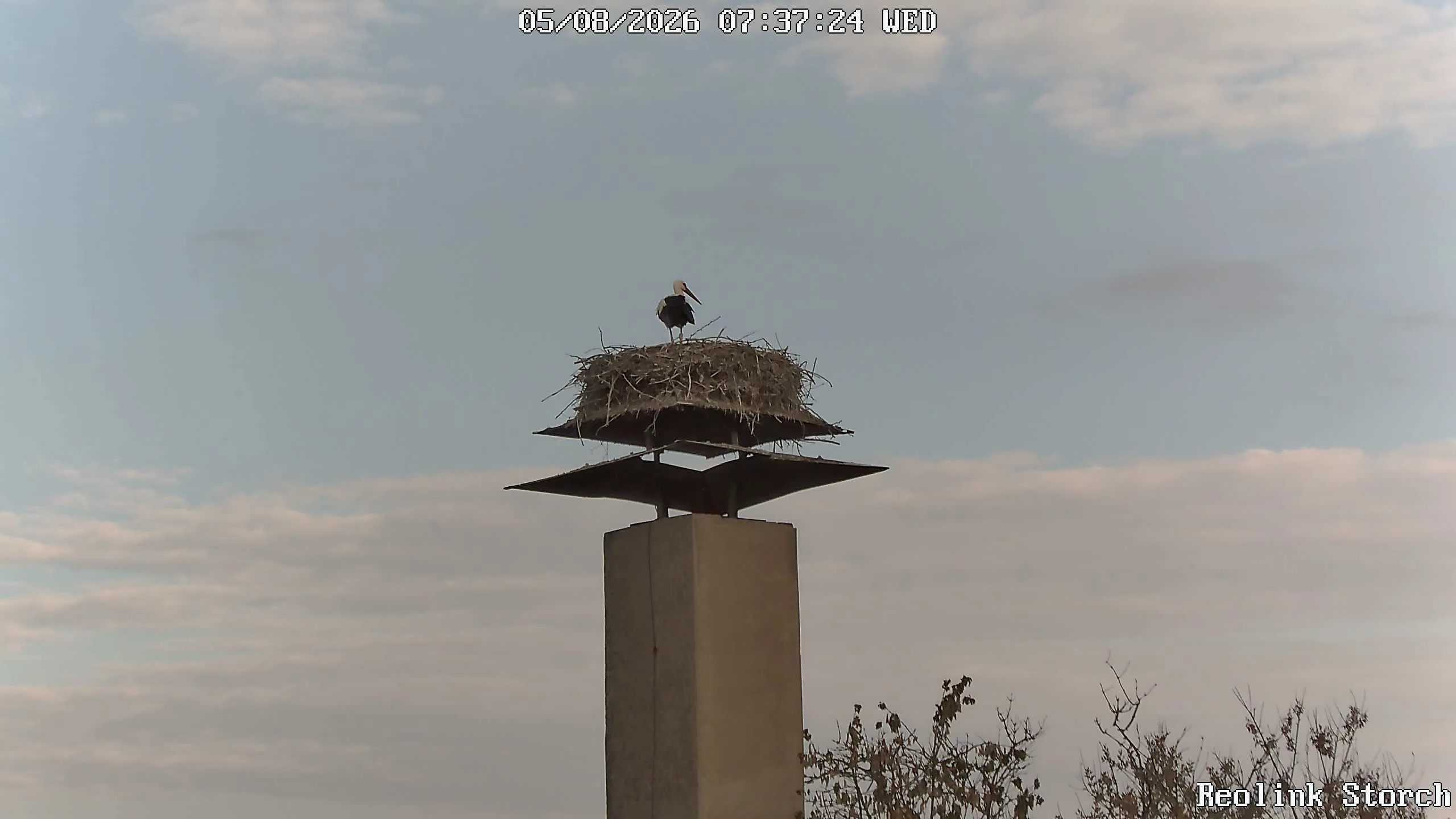 Storchencam Bild