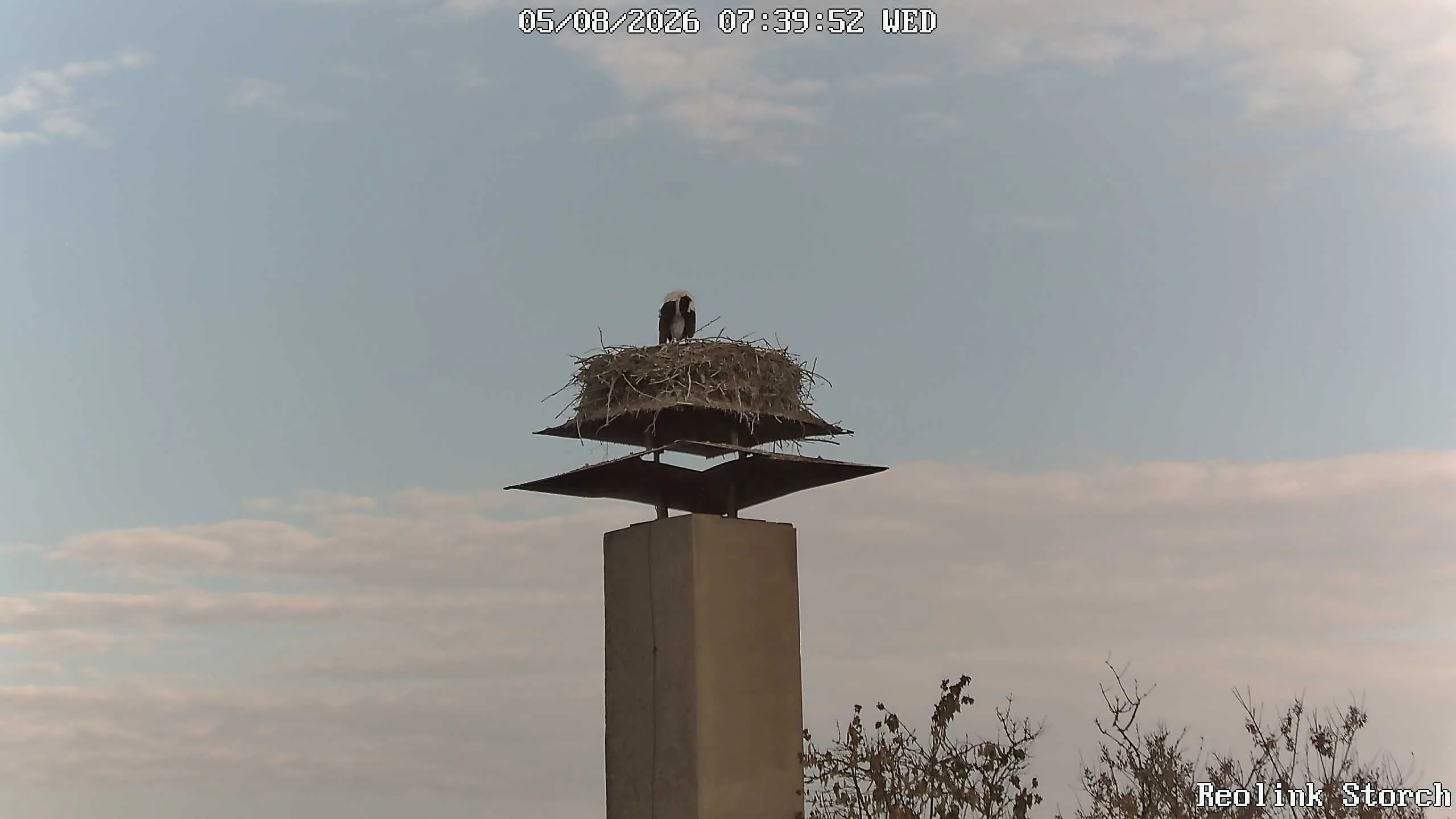 Storchencam Bild
