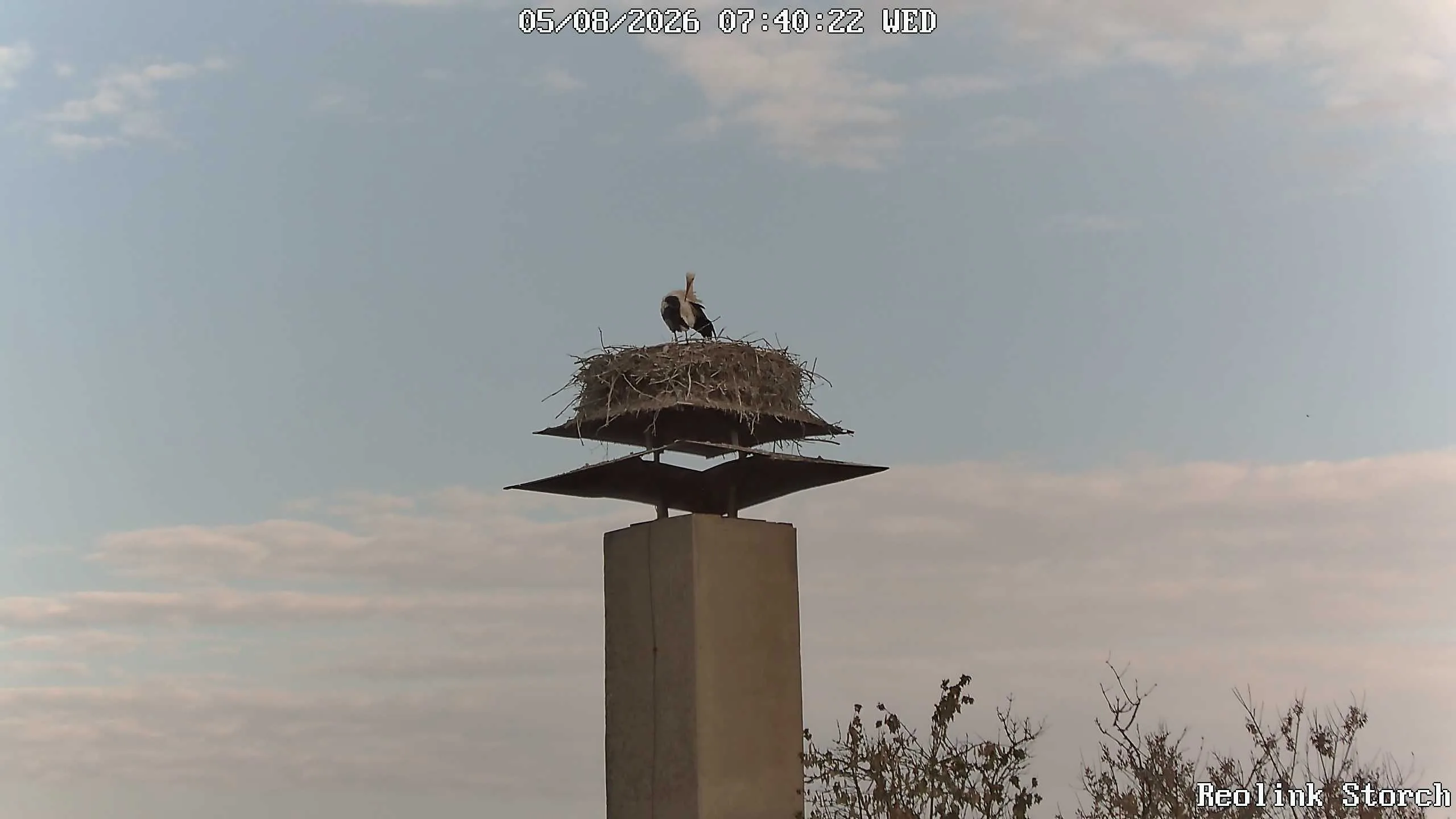 Storchencam Bild