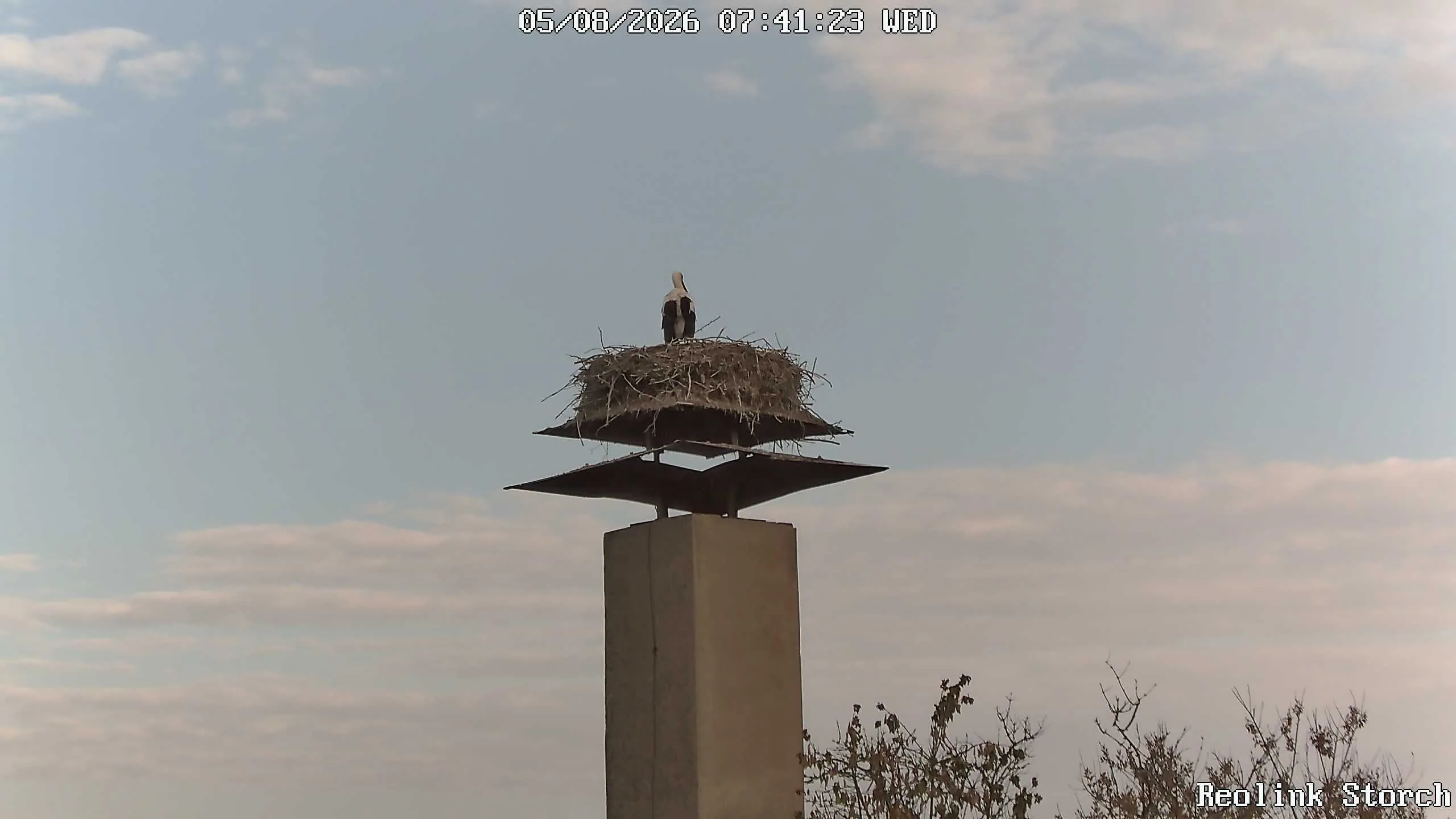 Storchencam Bild