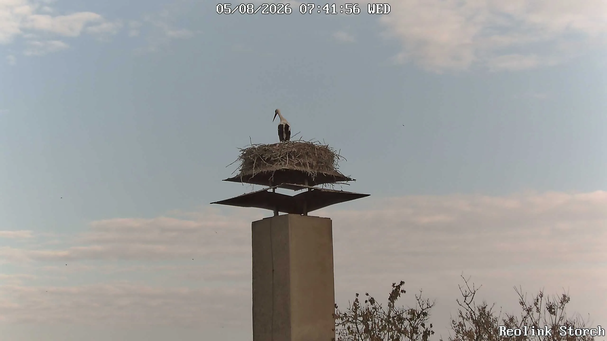 Storchencam Bild