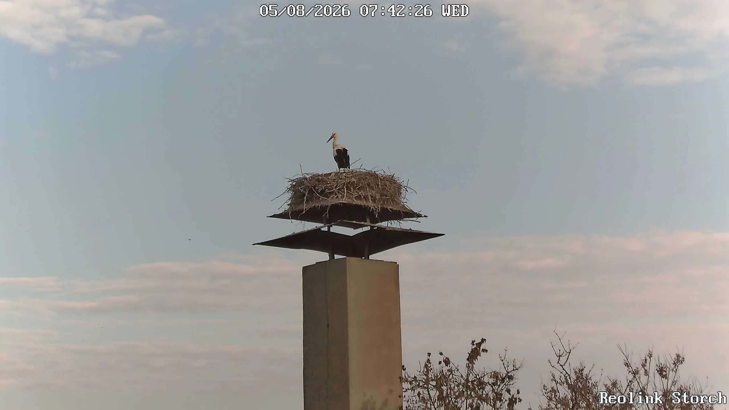Storchencam Bild