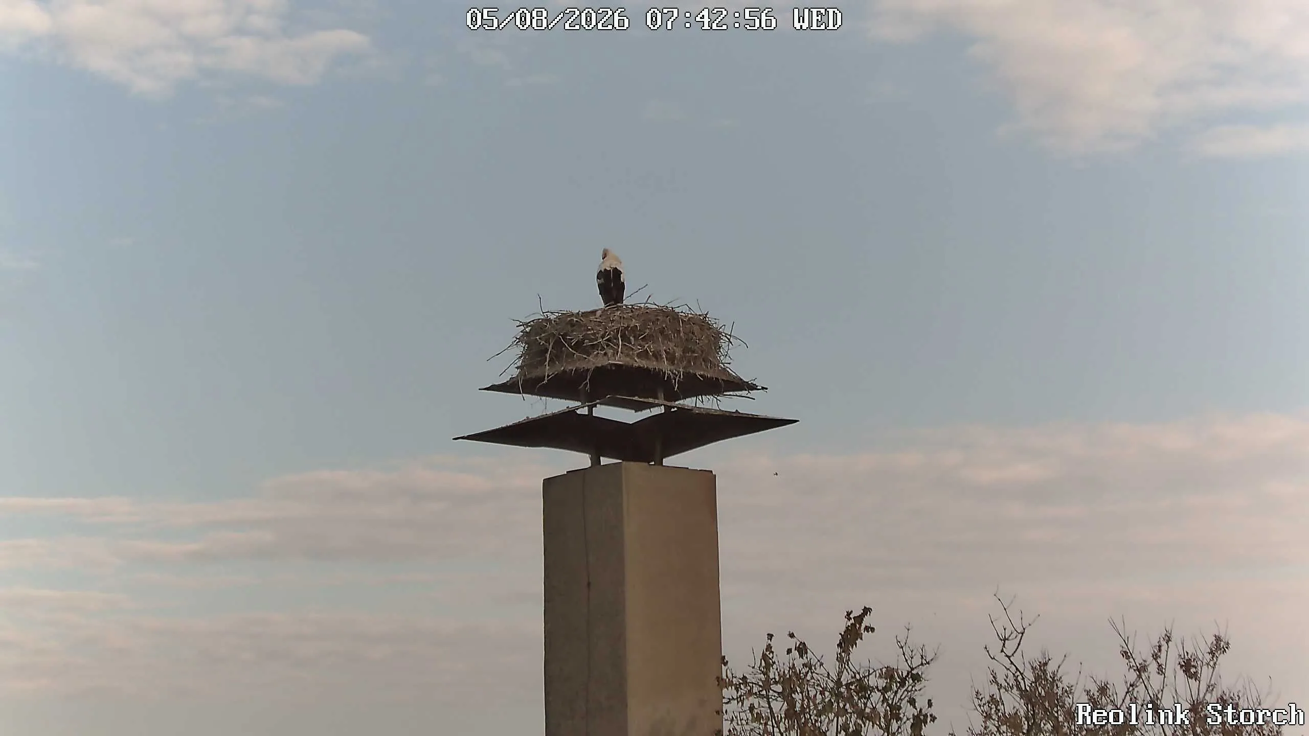 Storchencam Bild