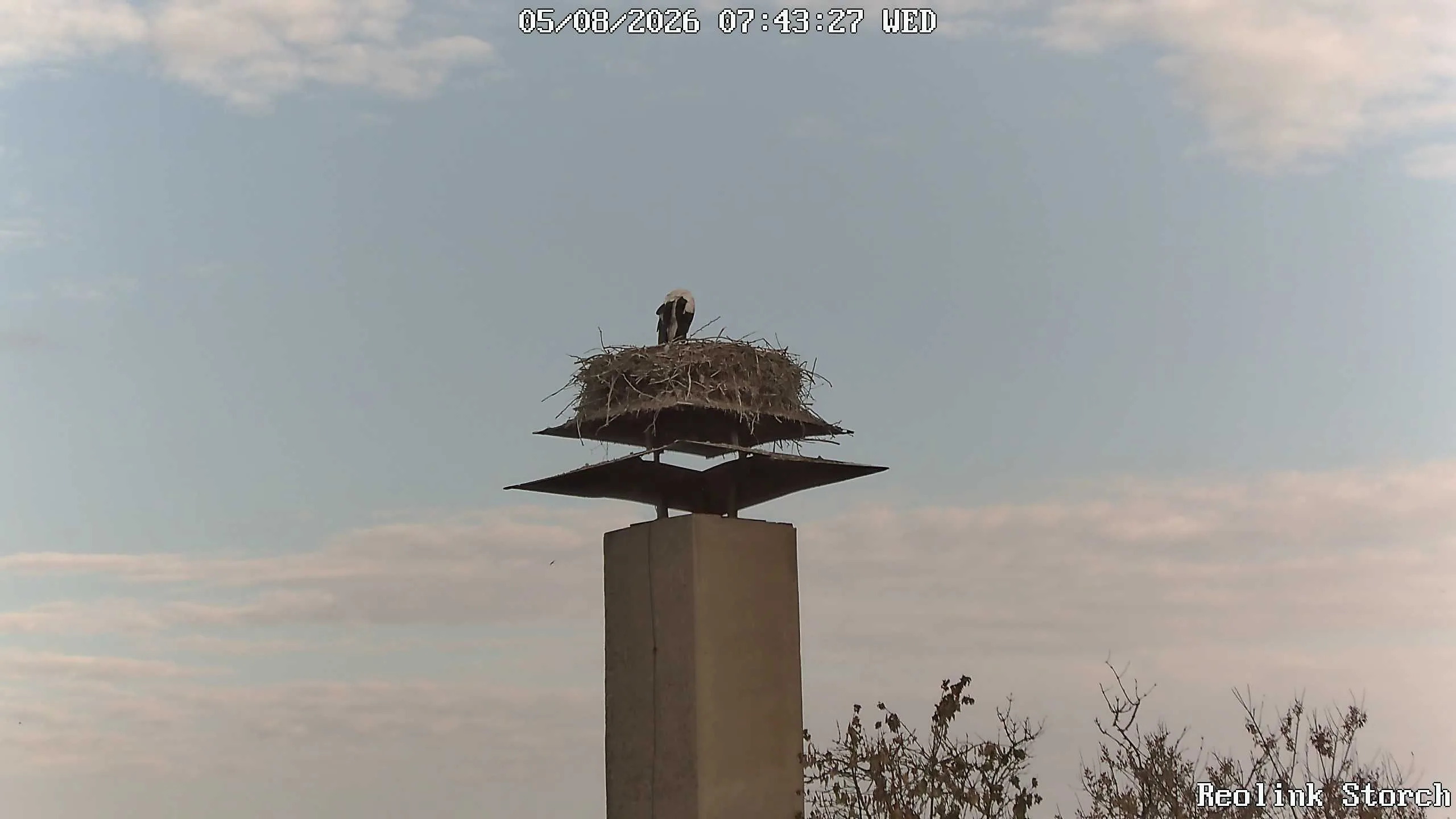 Storchencam Bild