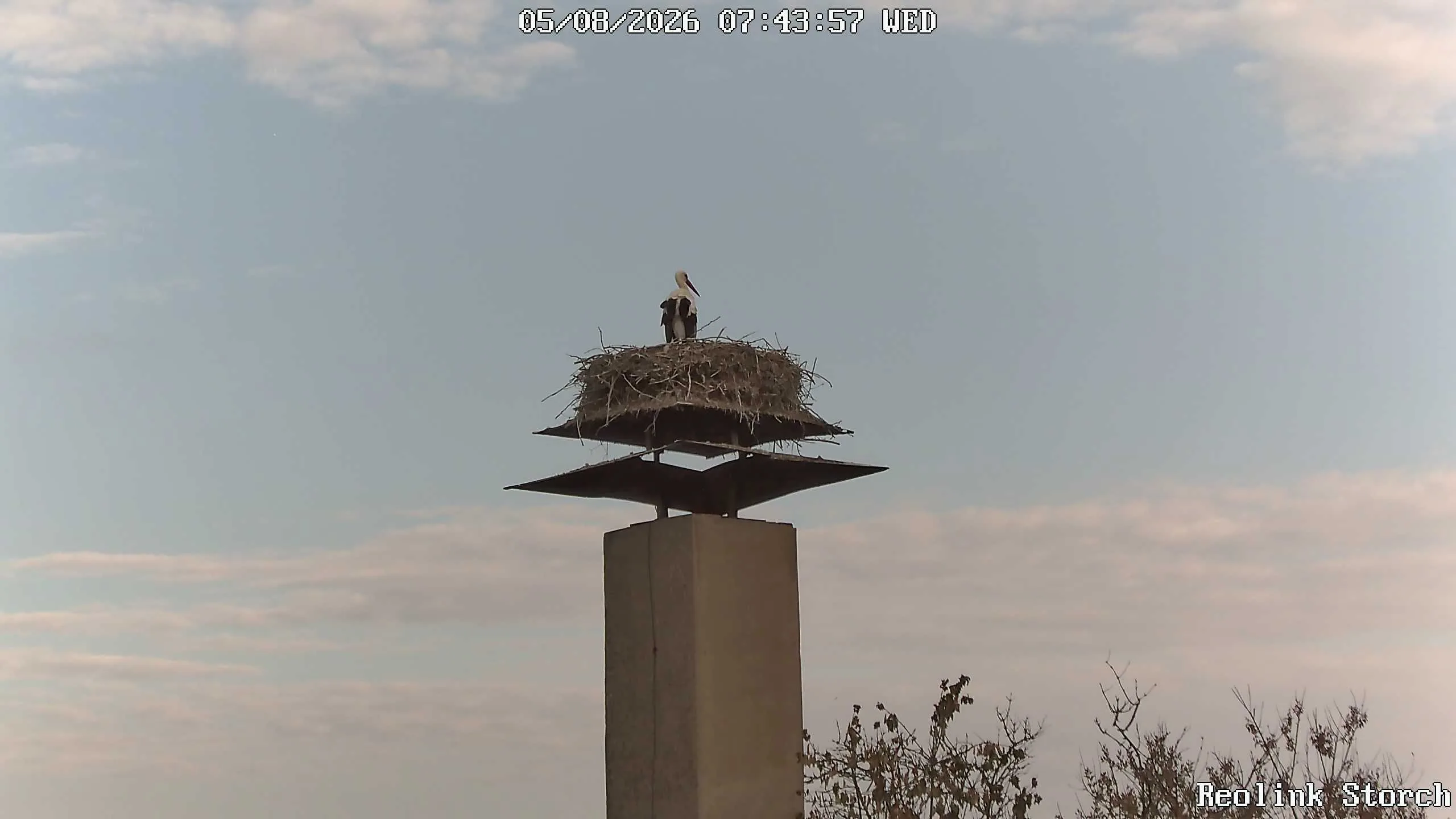 Storchencam Bild