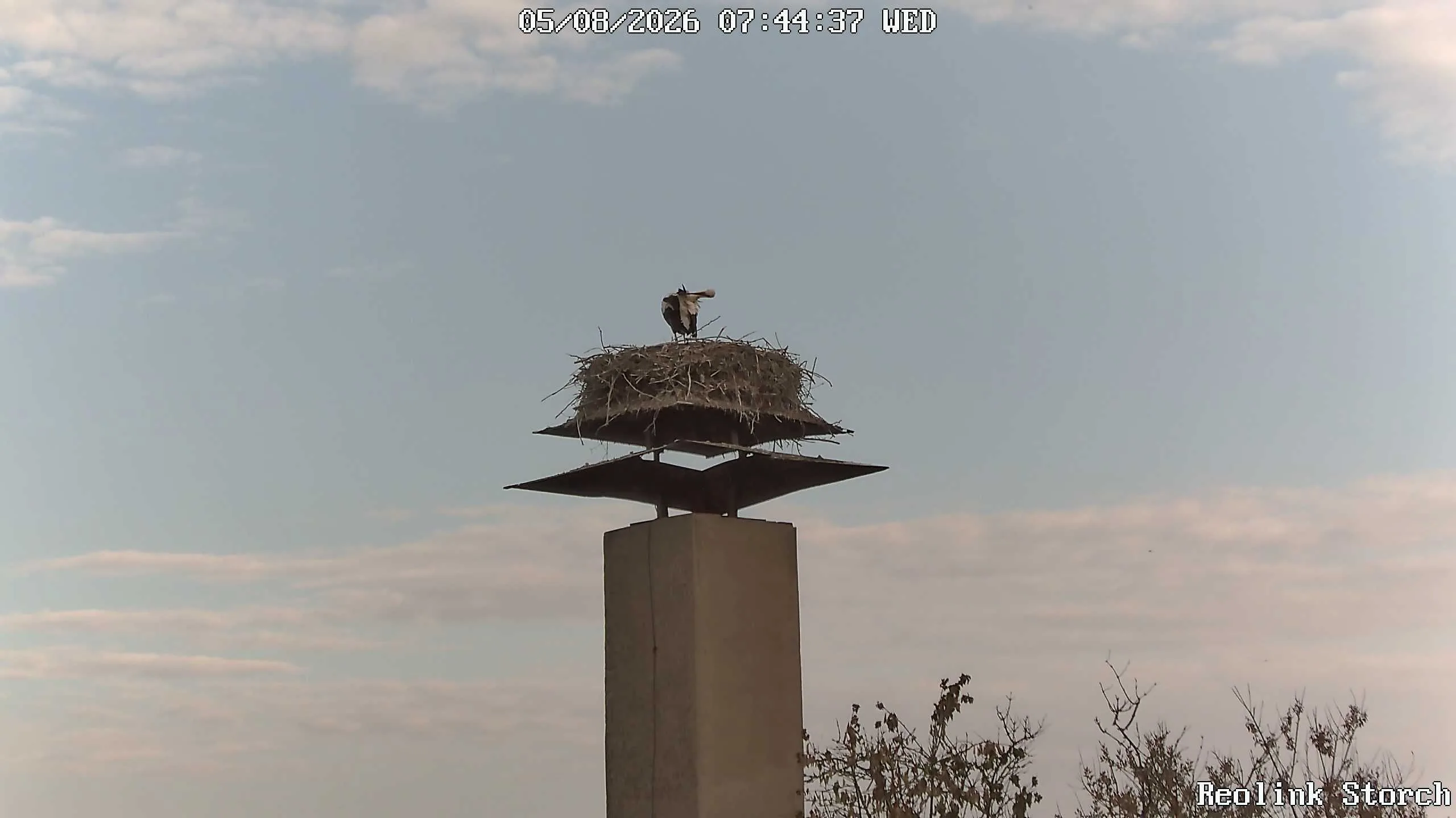Storchencam Bild