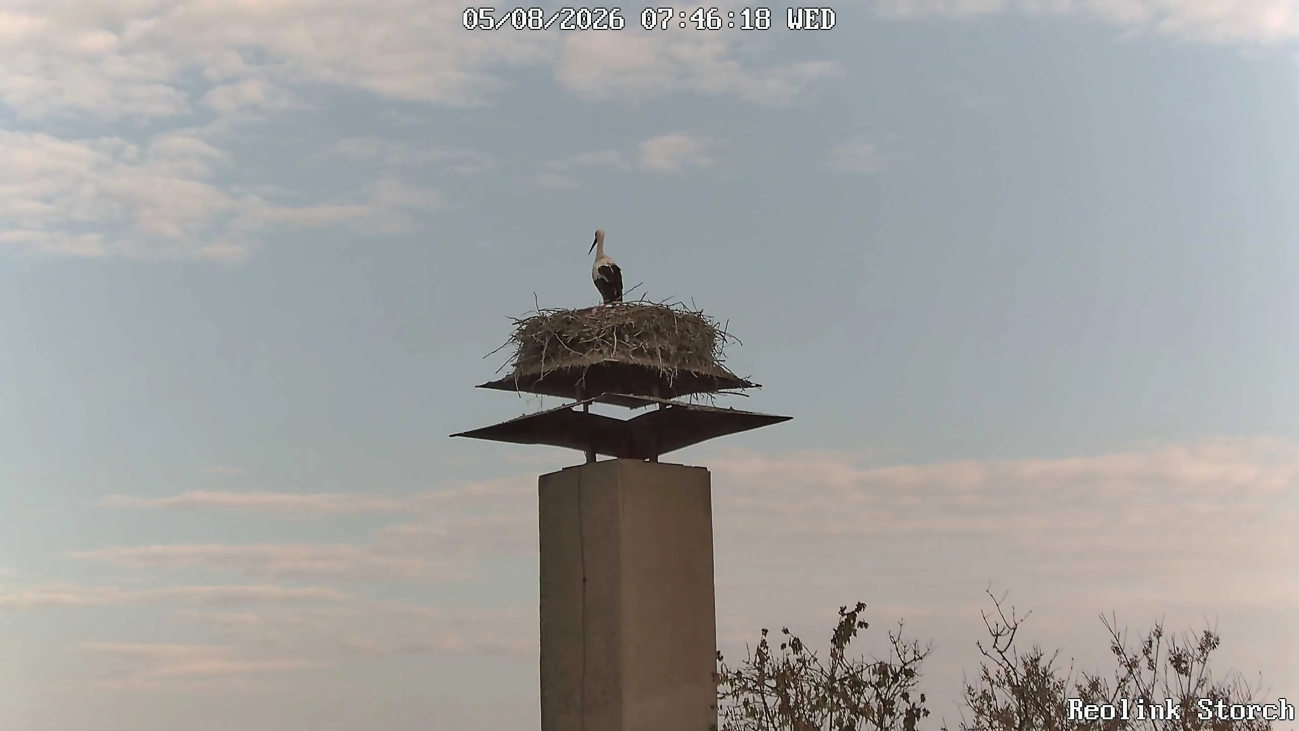 Storchencam Bild