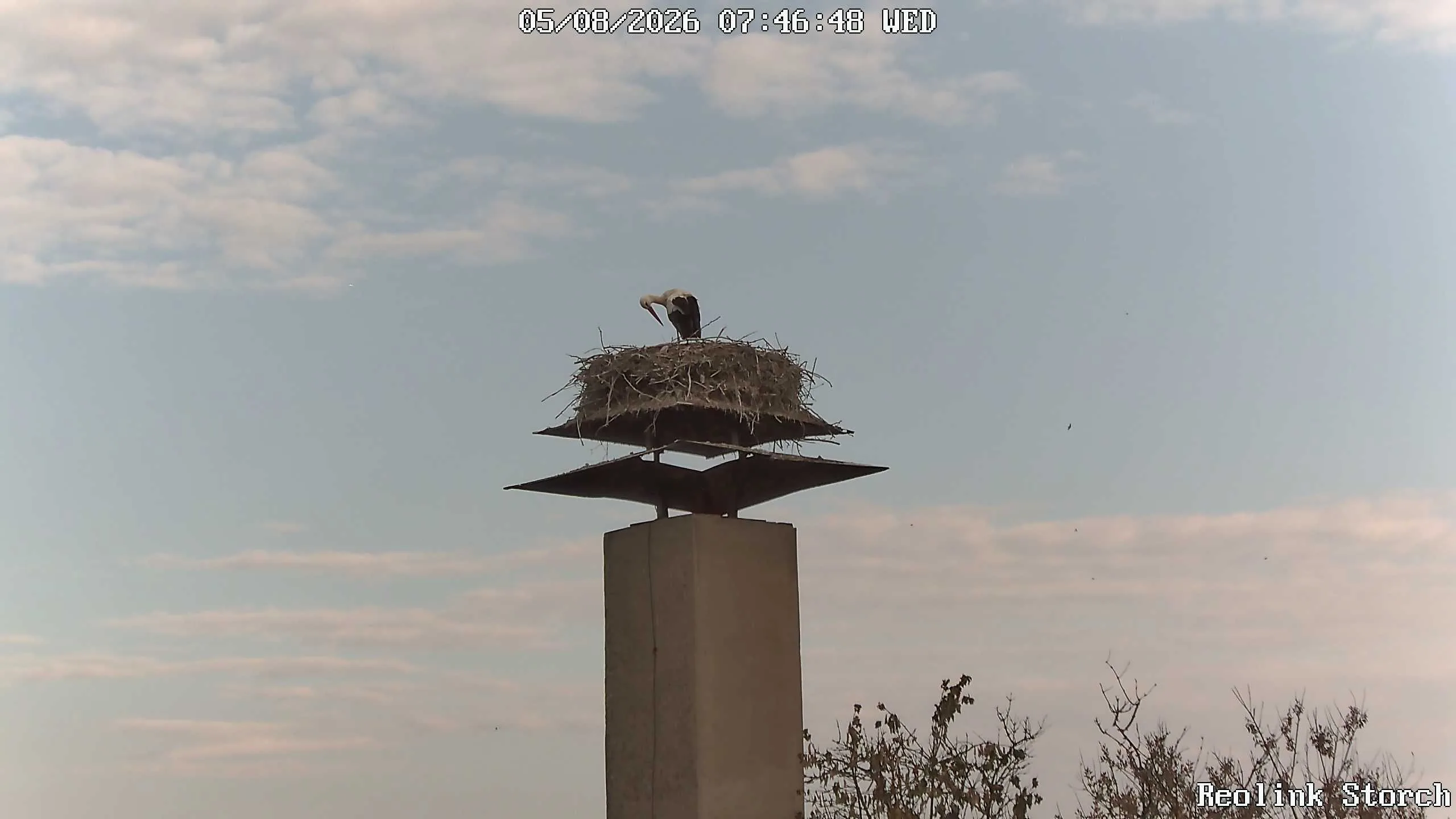 Storchencam Bild