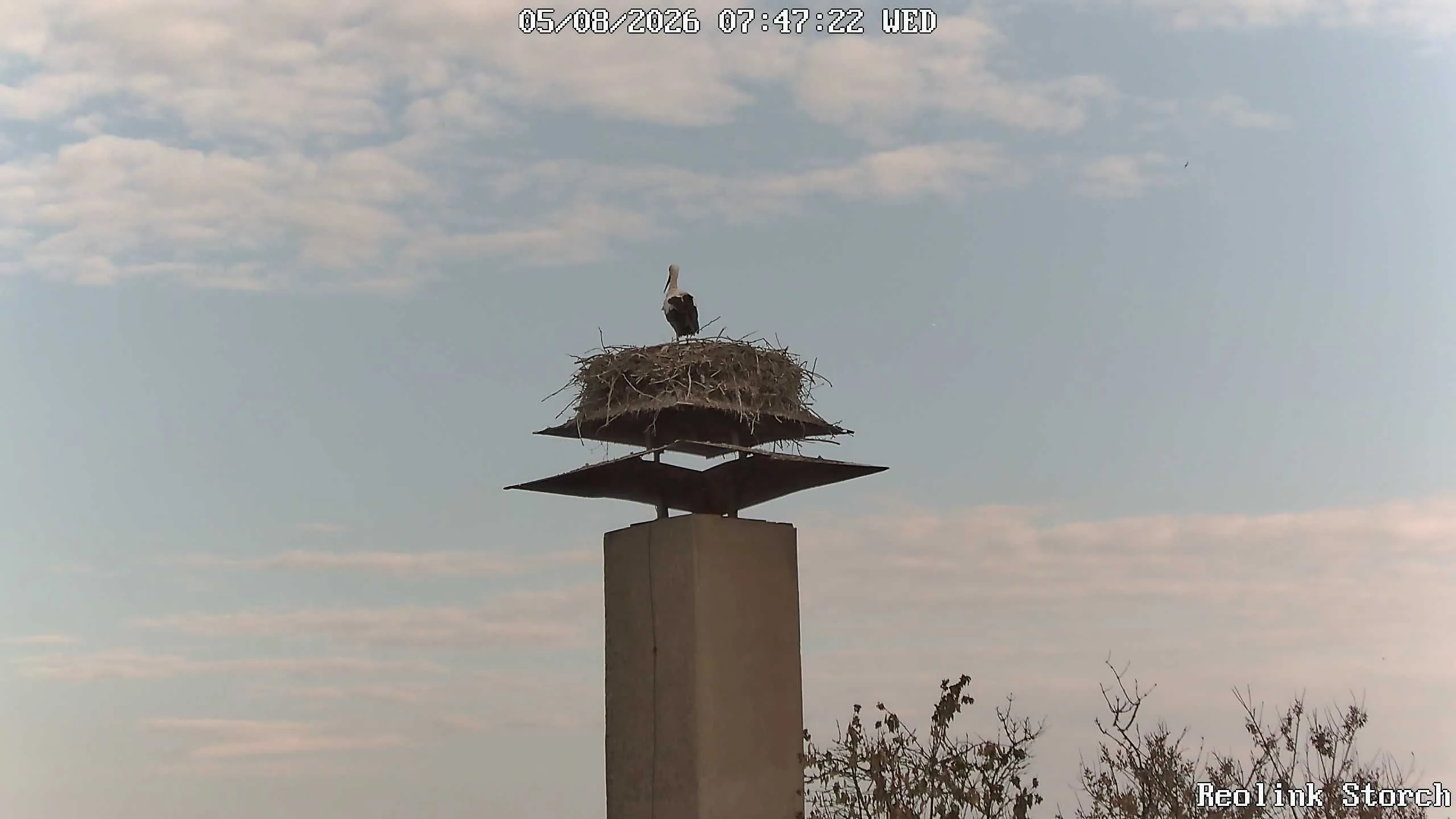 Storchencam Bild