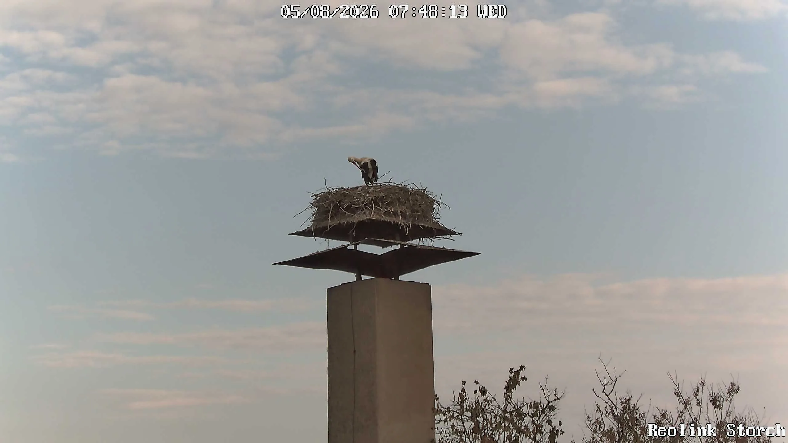 Storchencam Bild
