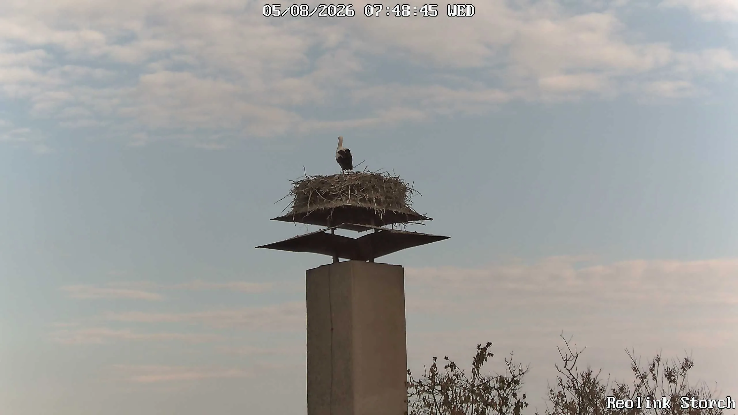 Storchencam Bild