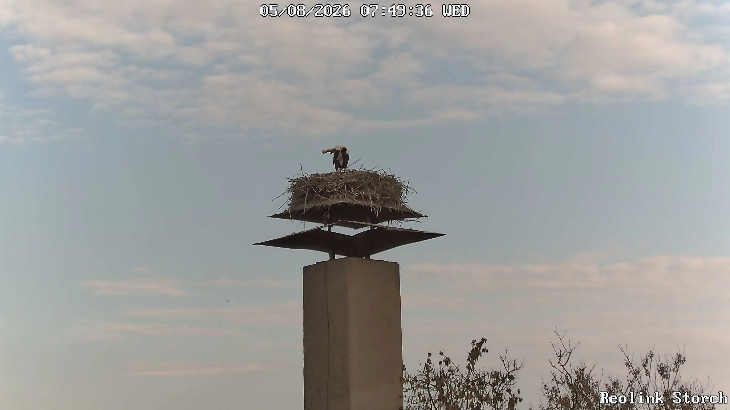 Storchencam Bild