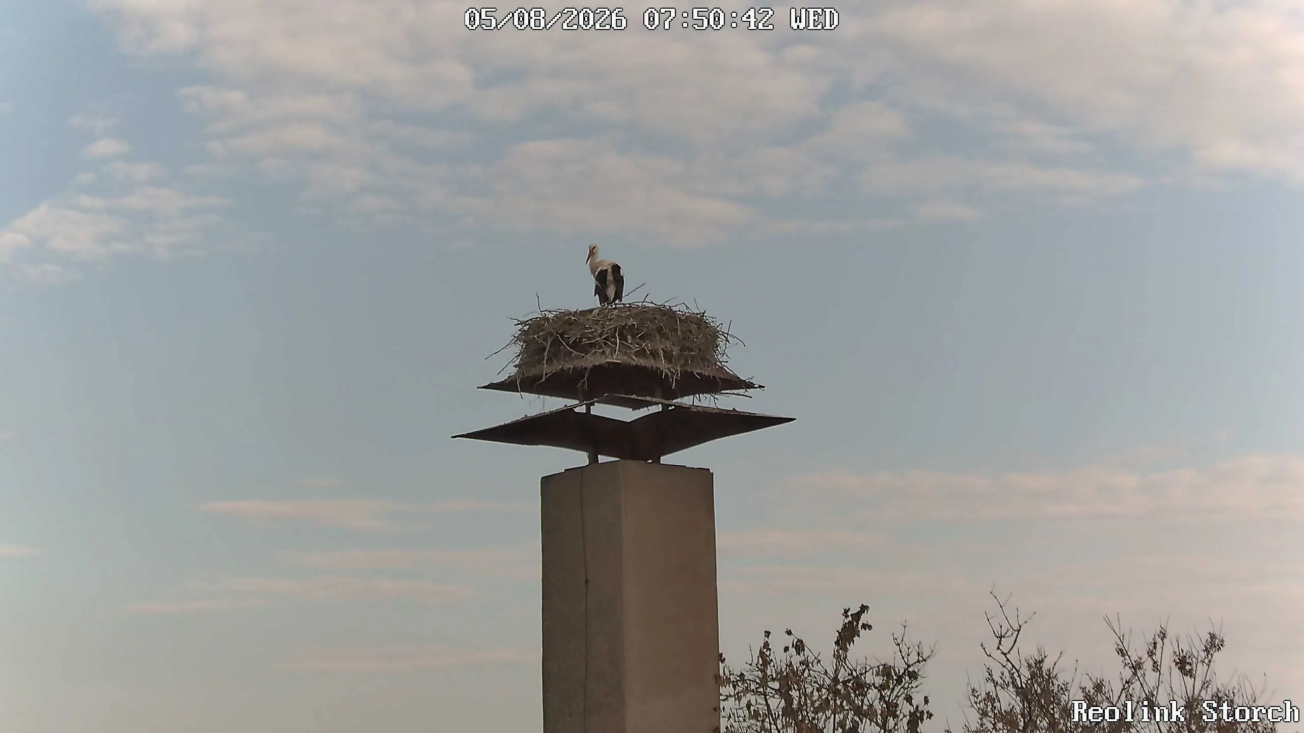 Storchencam Bild