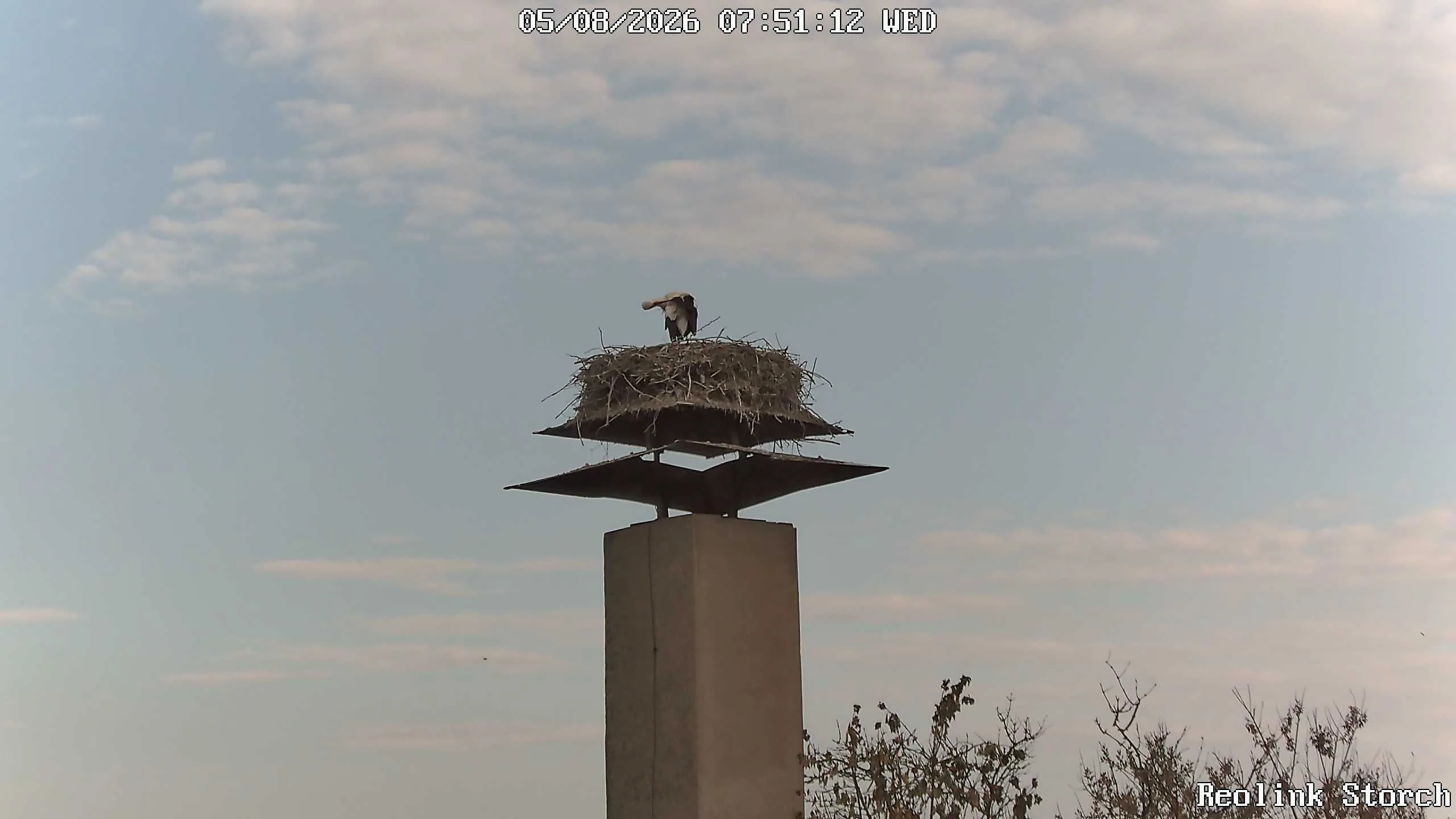 Storchencam Bild