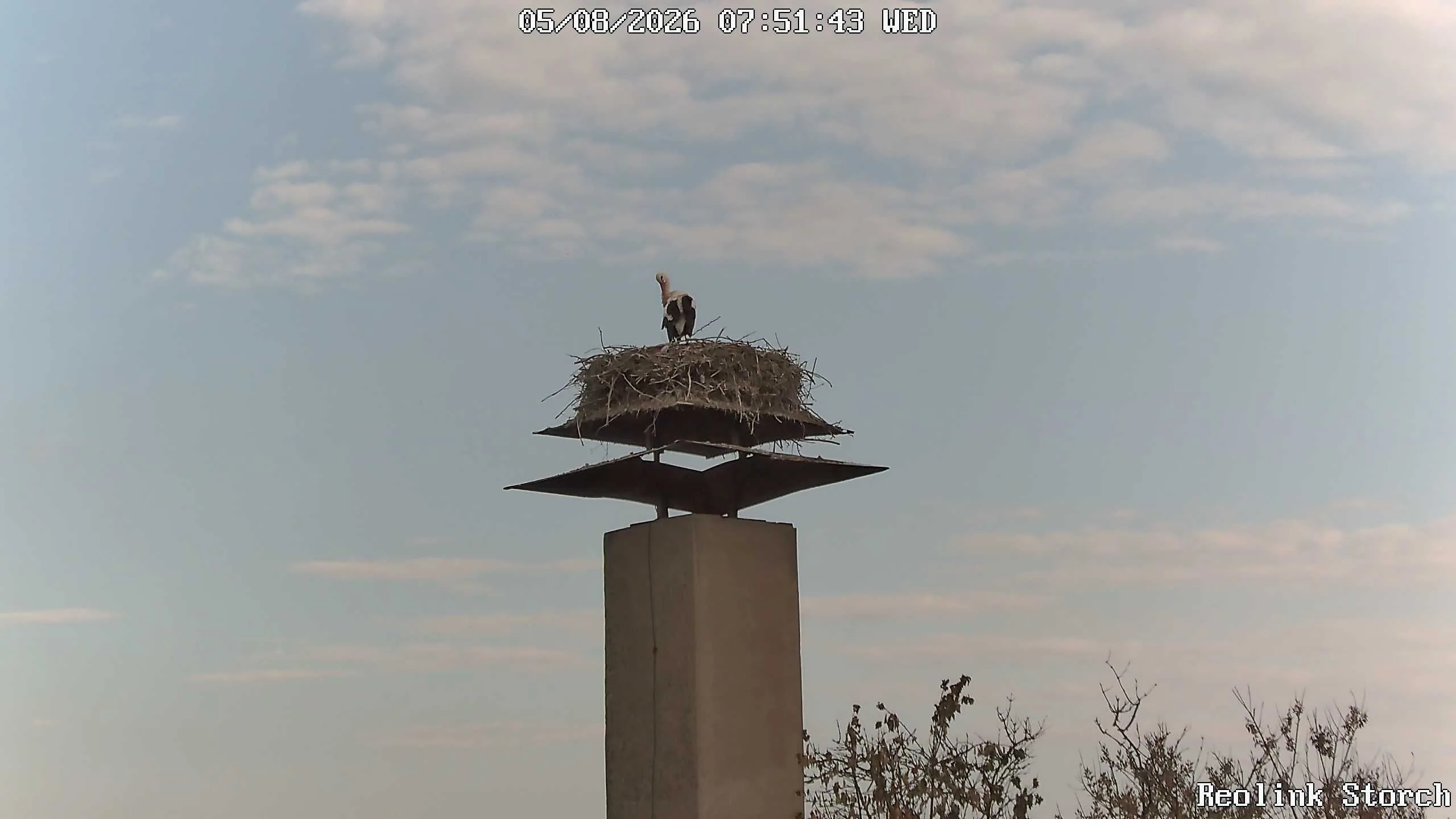 Storchencam Bild