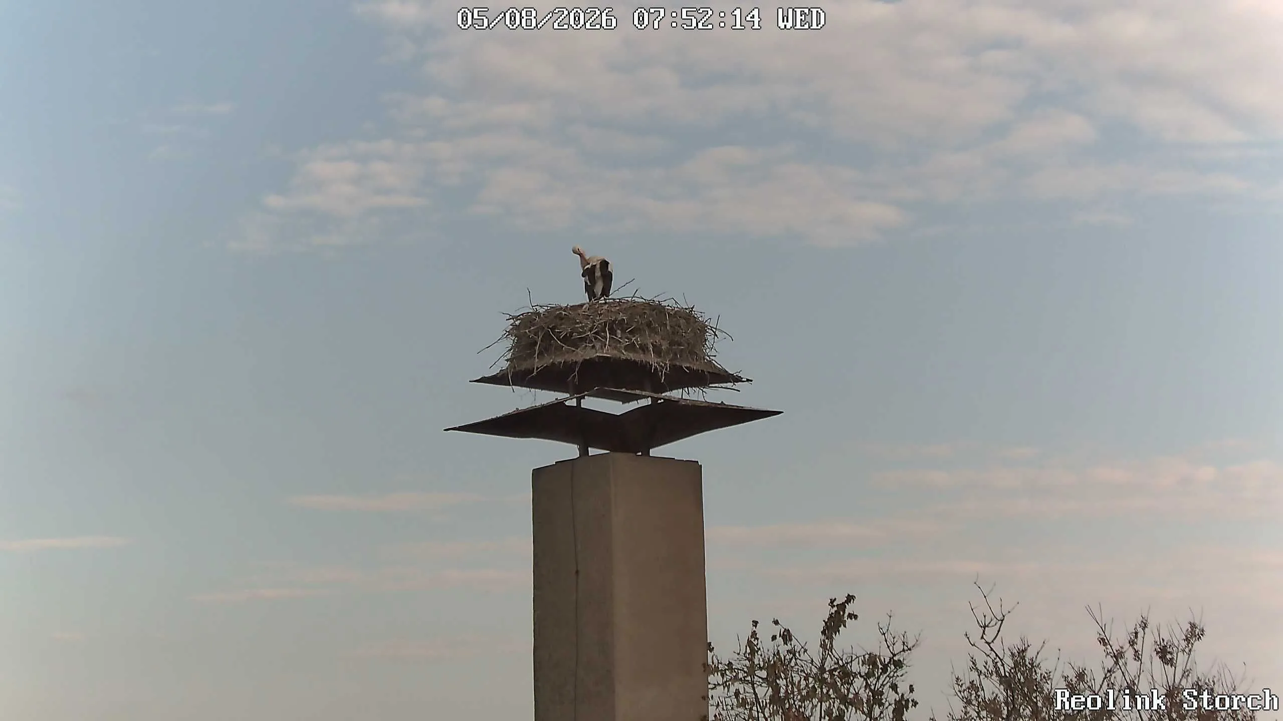 Storchencam Bild