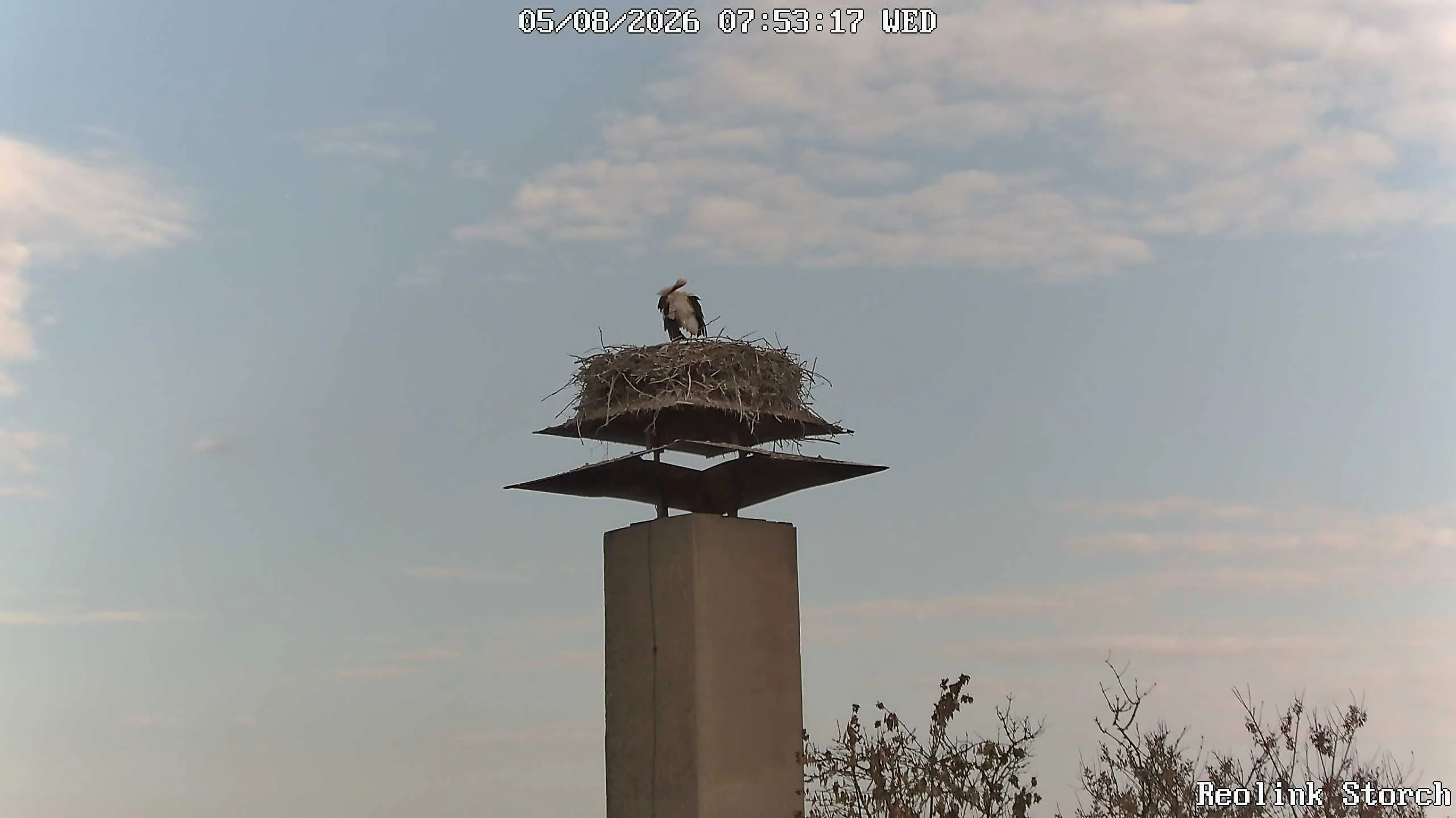 Storchencam Bild
