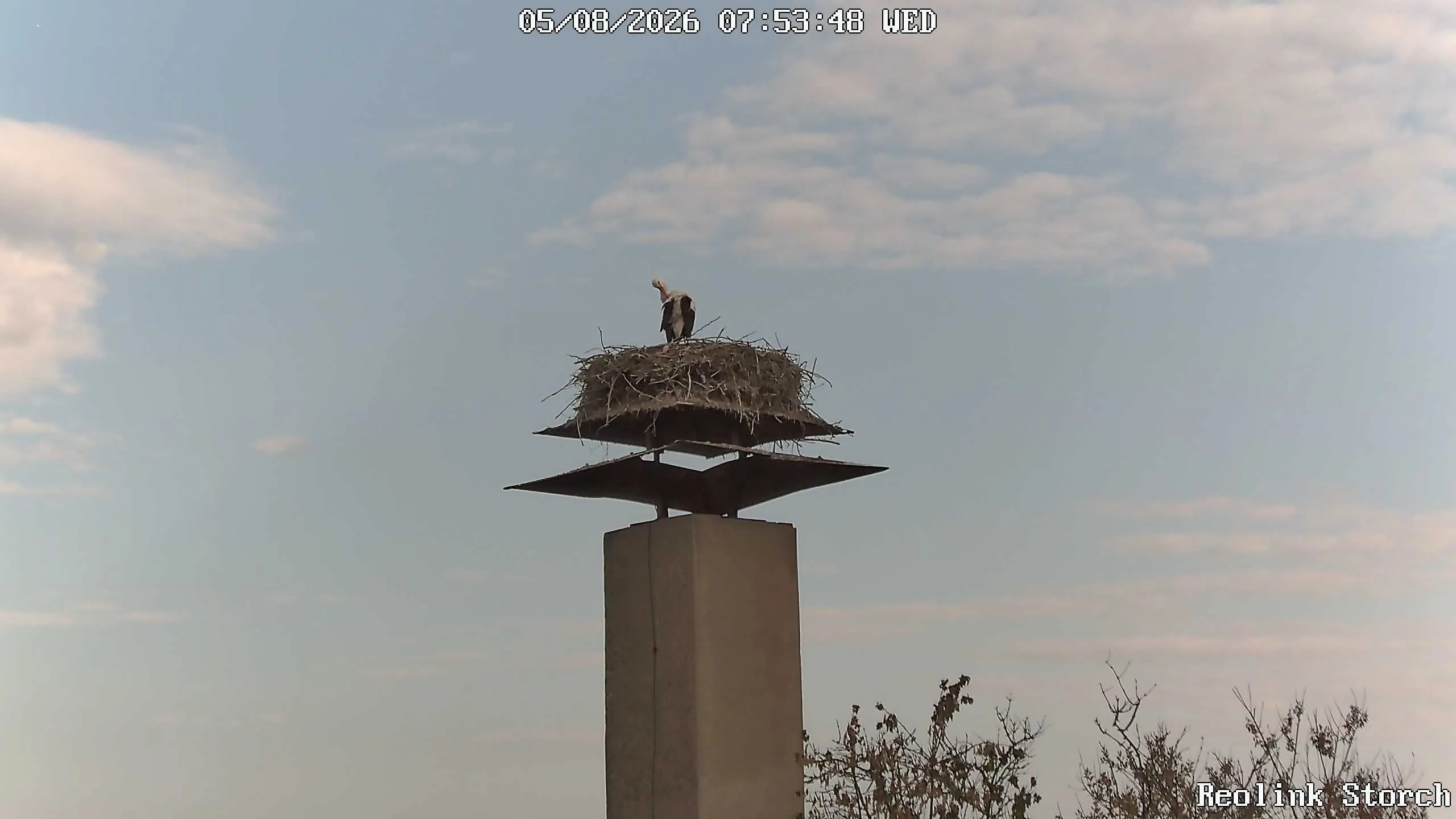 Storchencam Bild