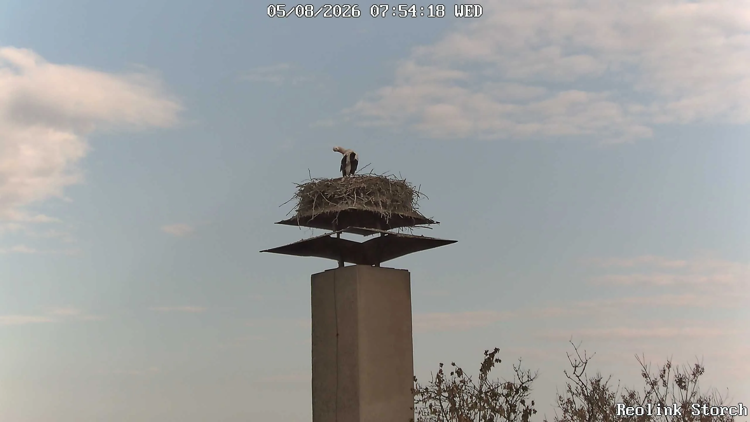 Storchencam Bild