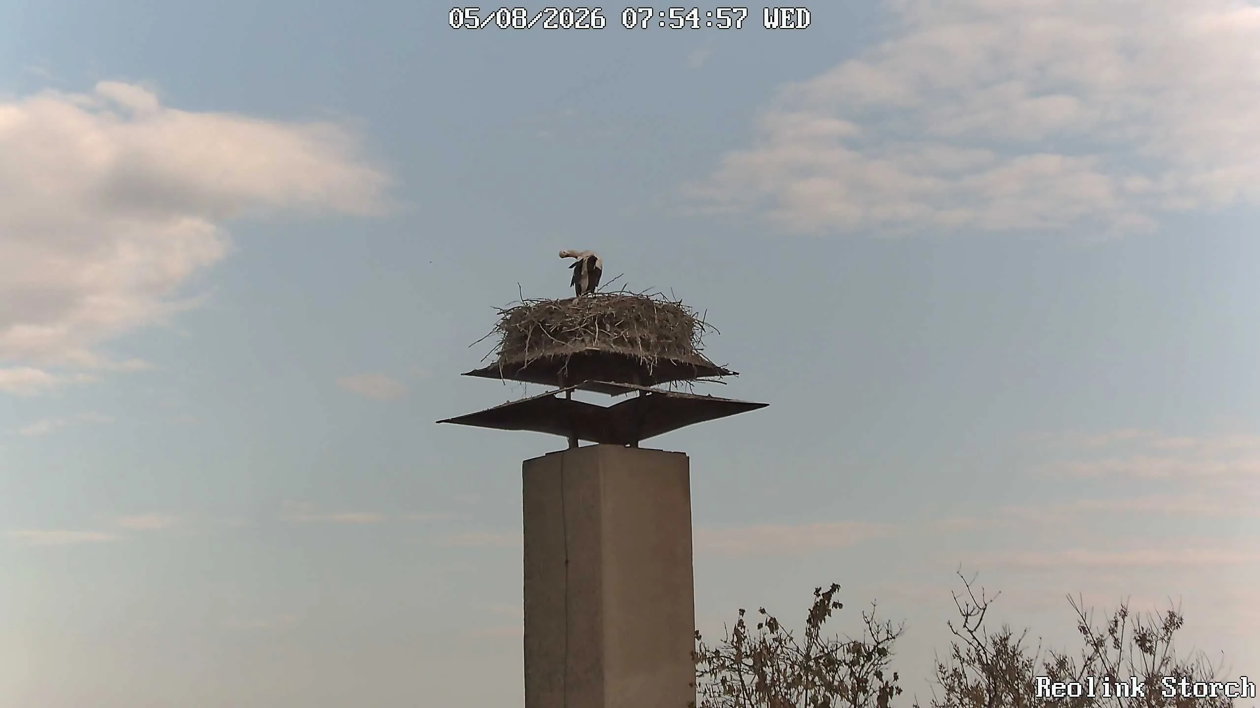 Storchencam Bild