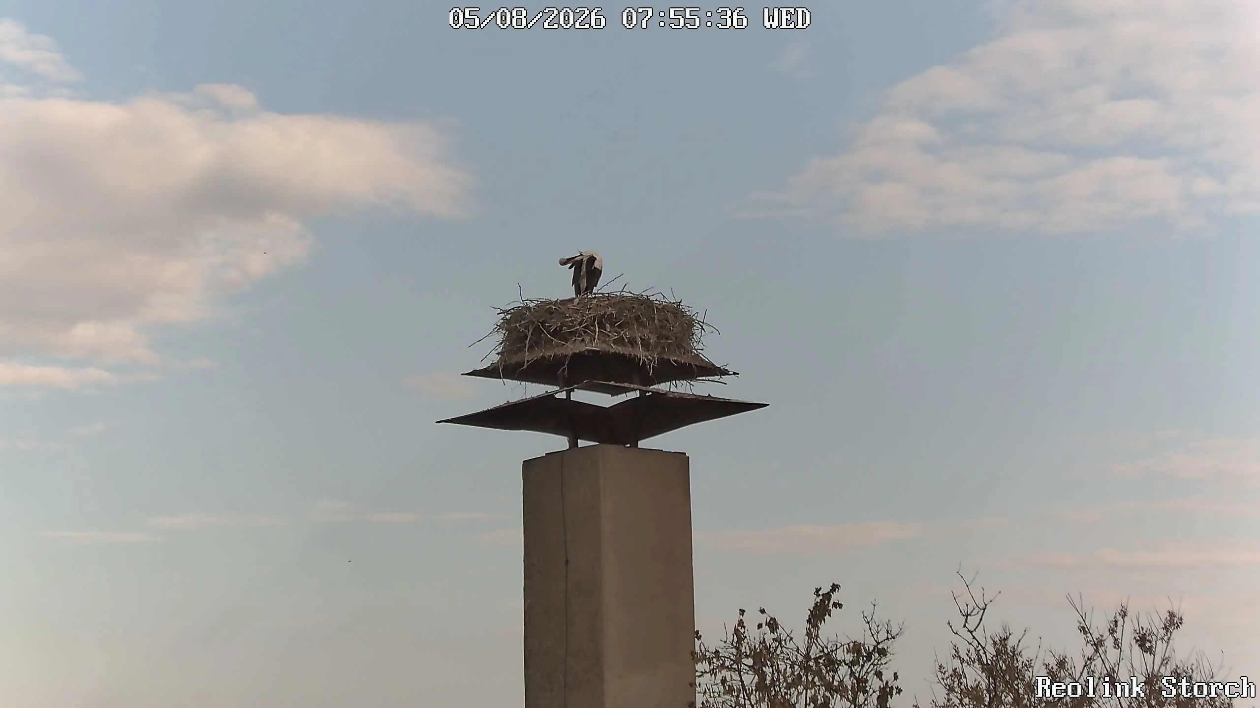Storchencam Bild