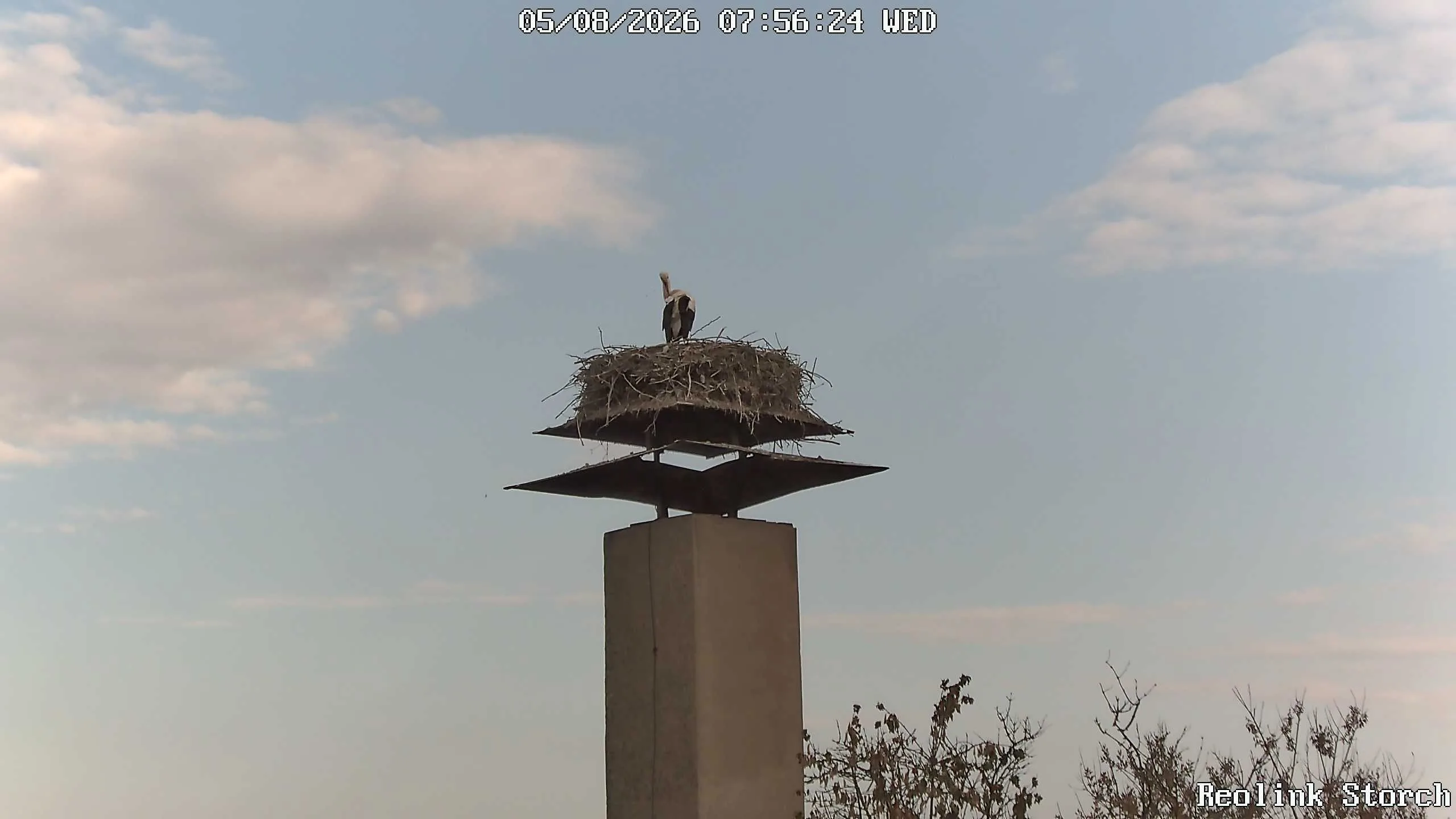 Storchencam Bild