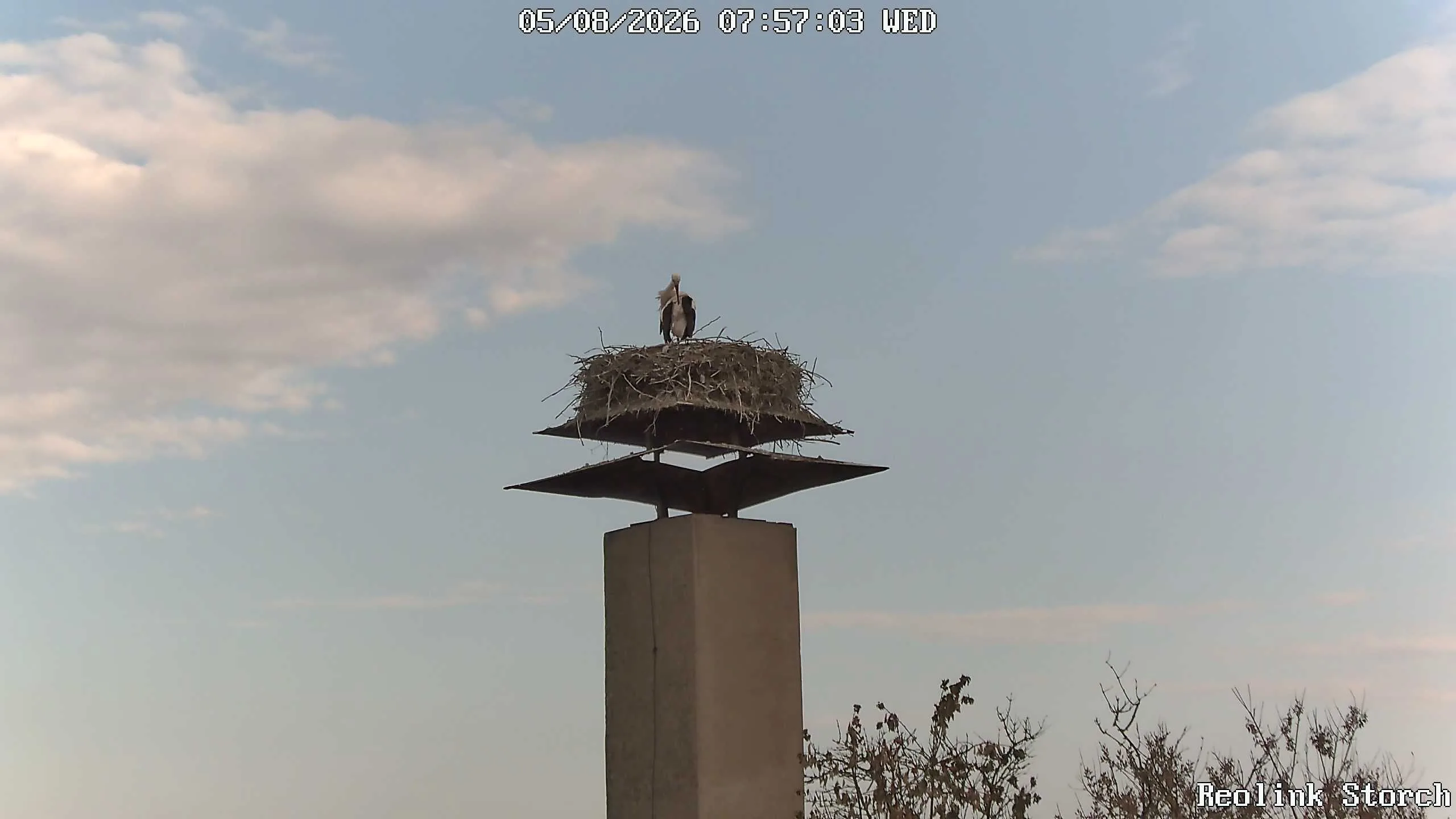Storchencam Bild