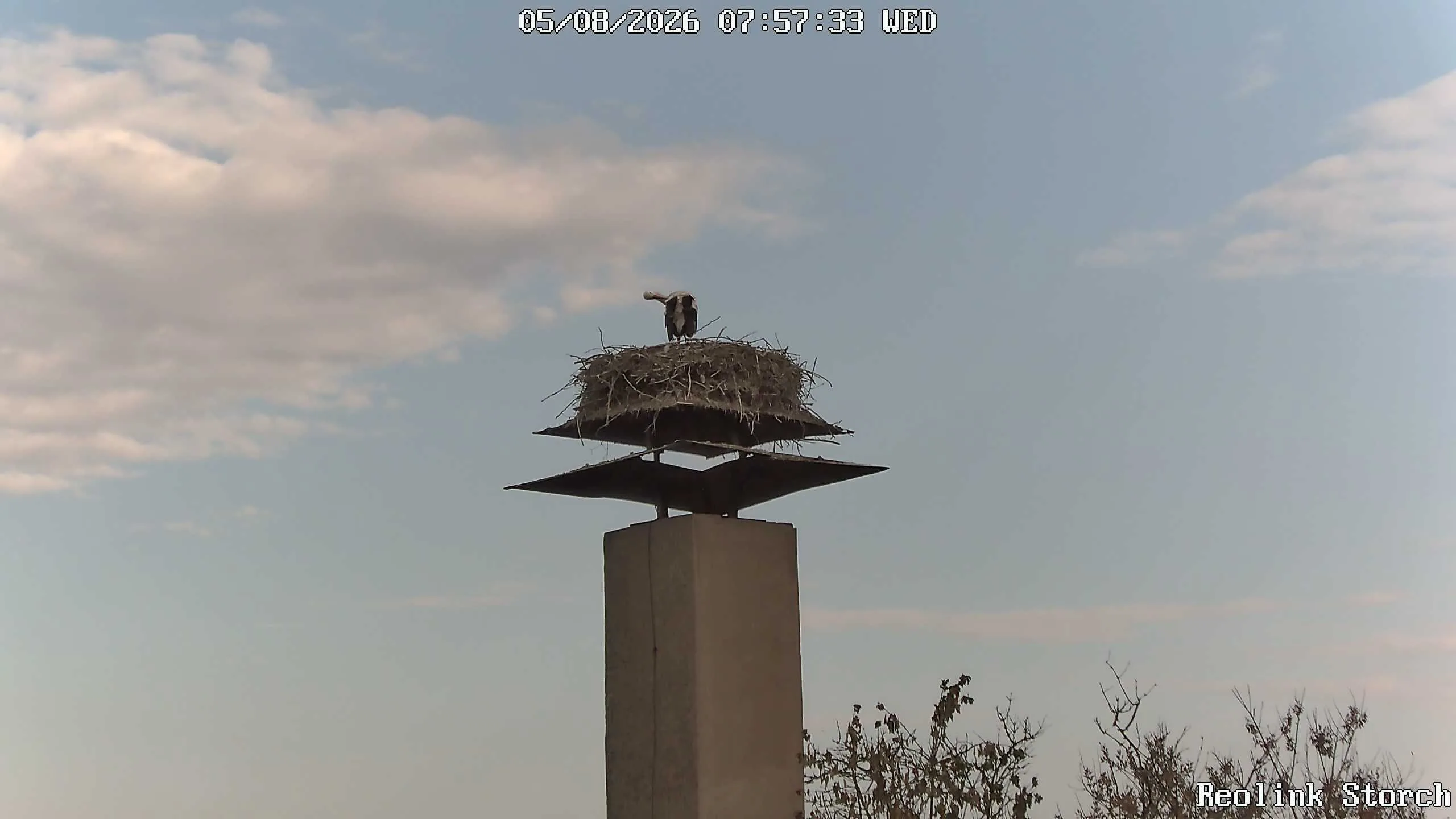 Storchencam Bild