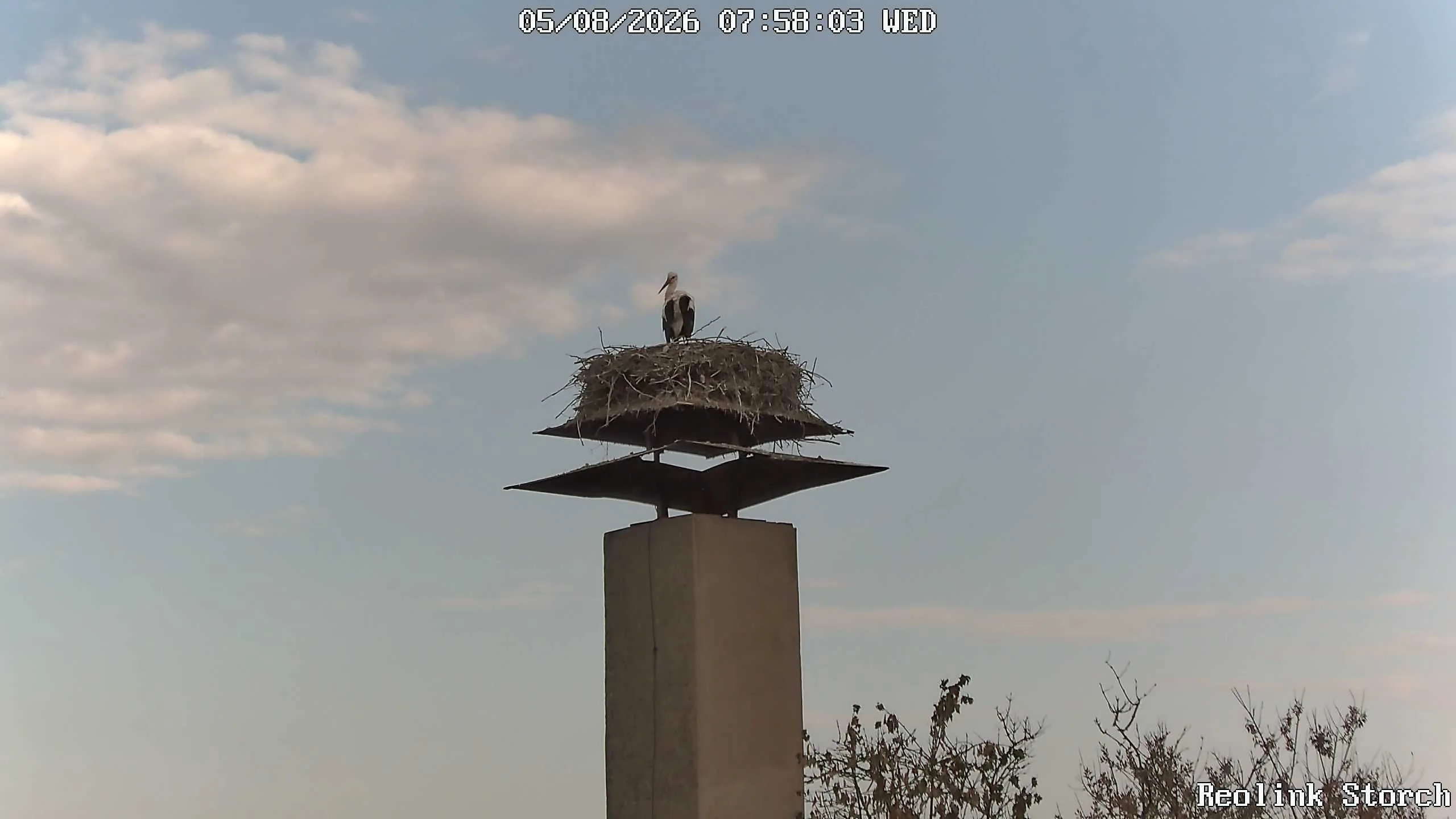 Storchencam Bild