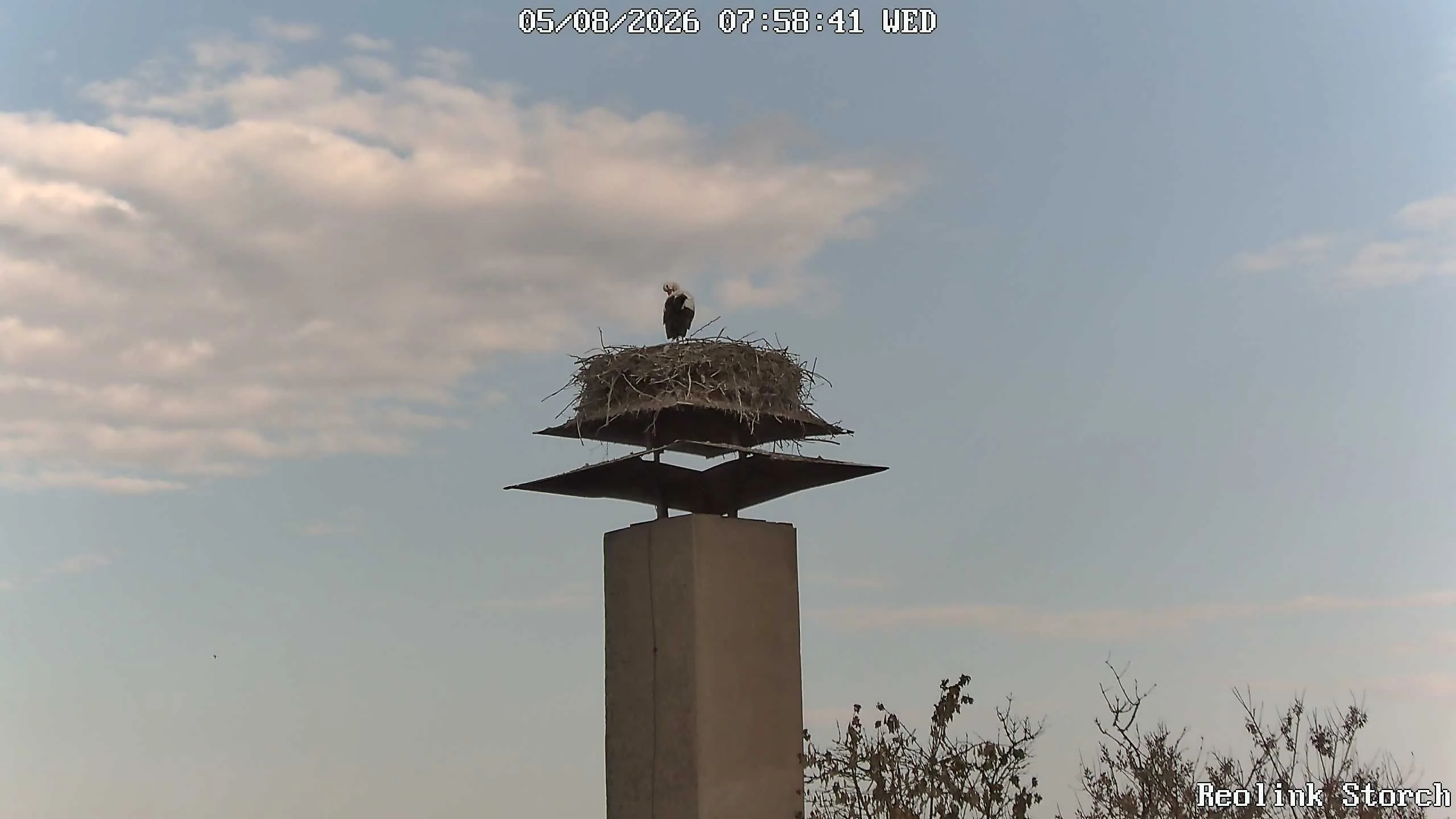 Storchencam Bild