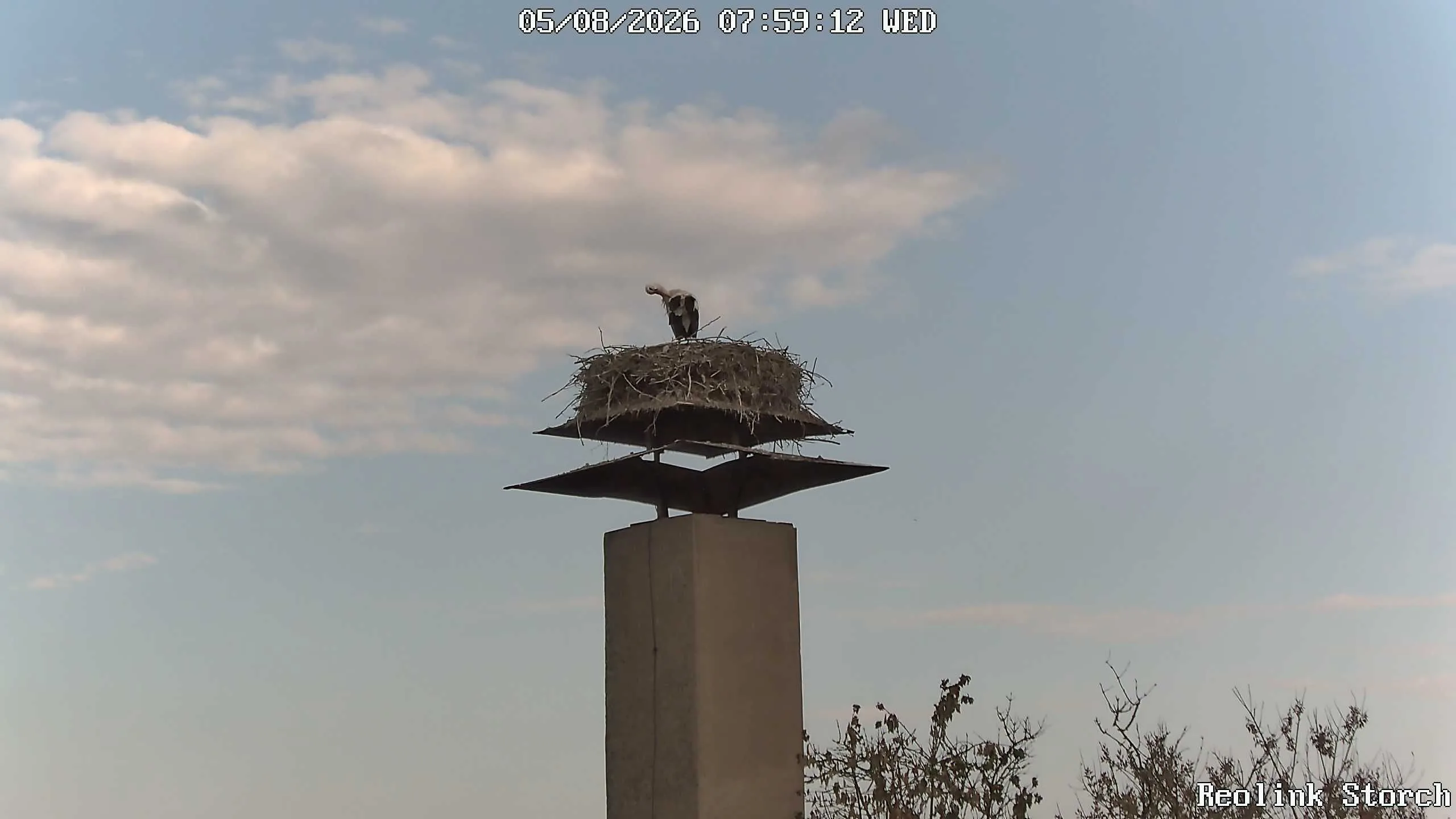 Storchencam Bild