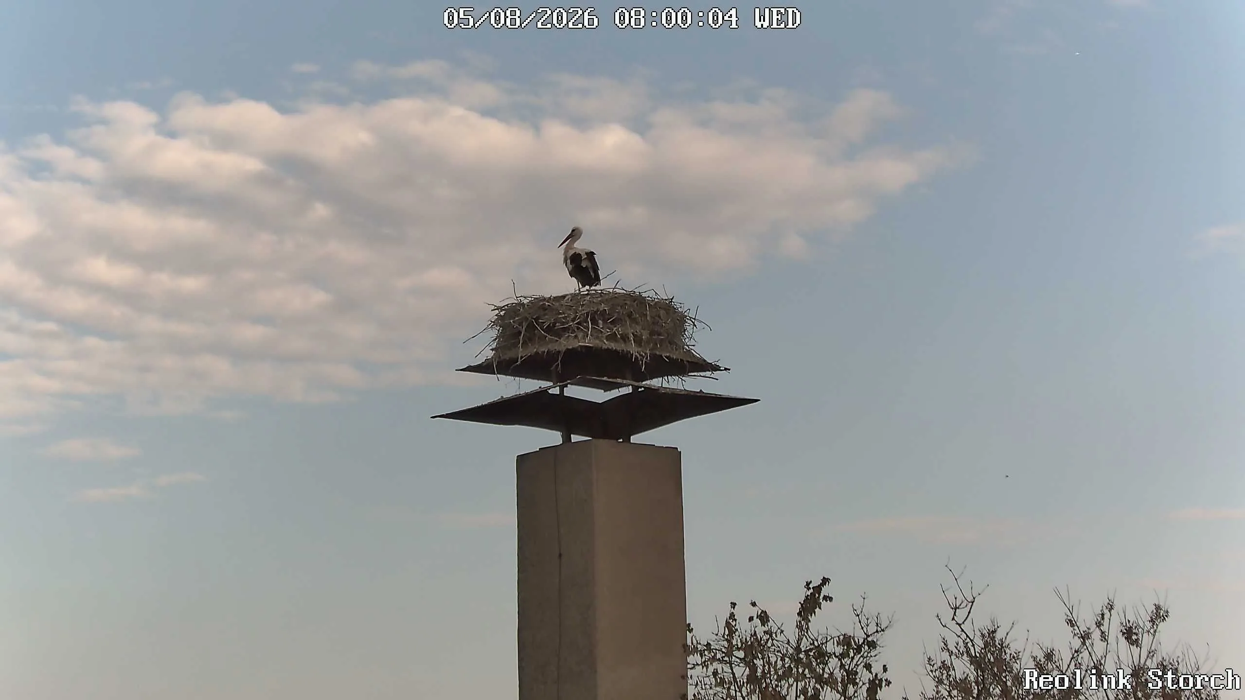 Storchencam Bild