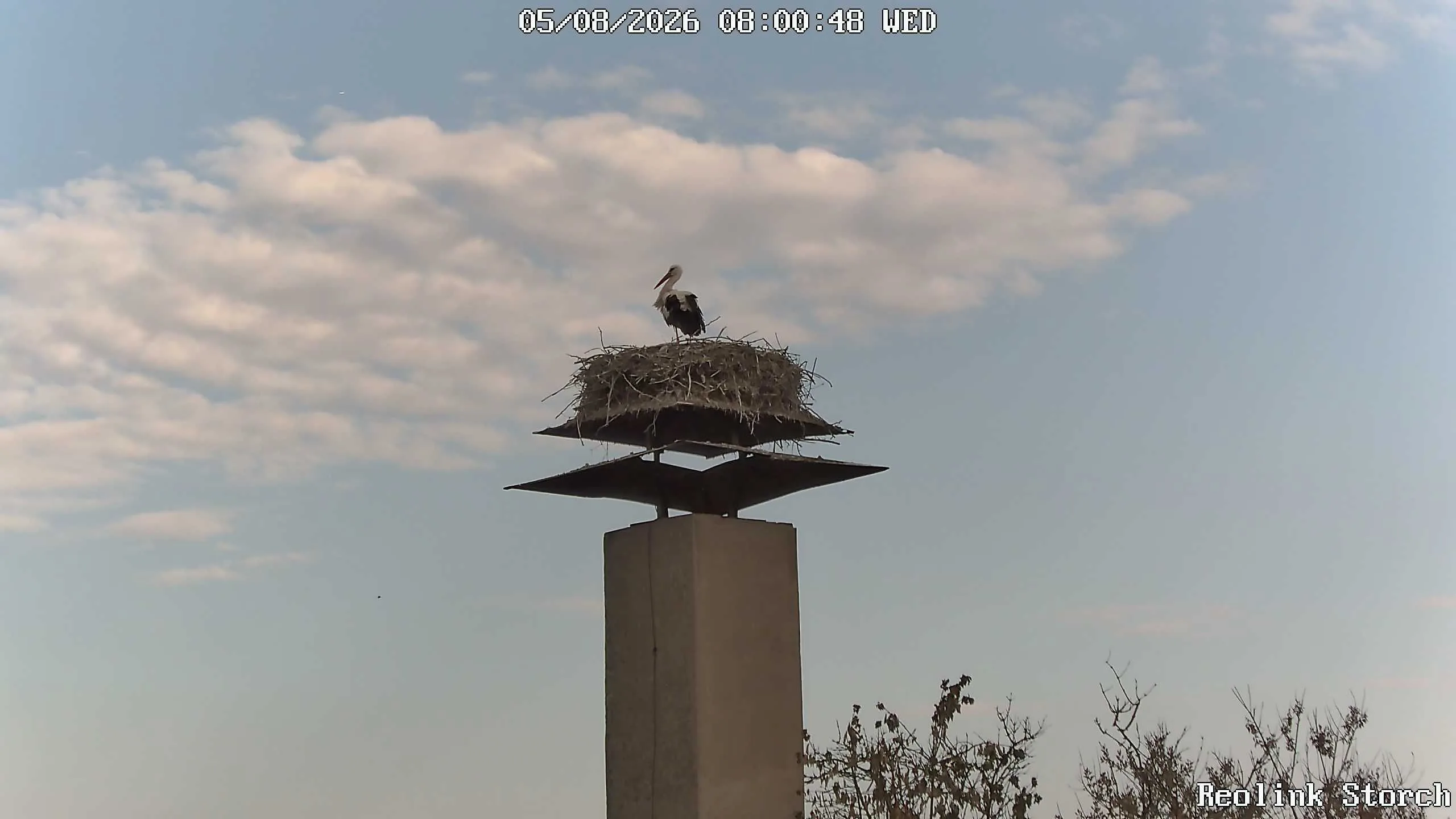 Storchencam Bild