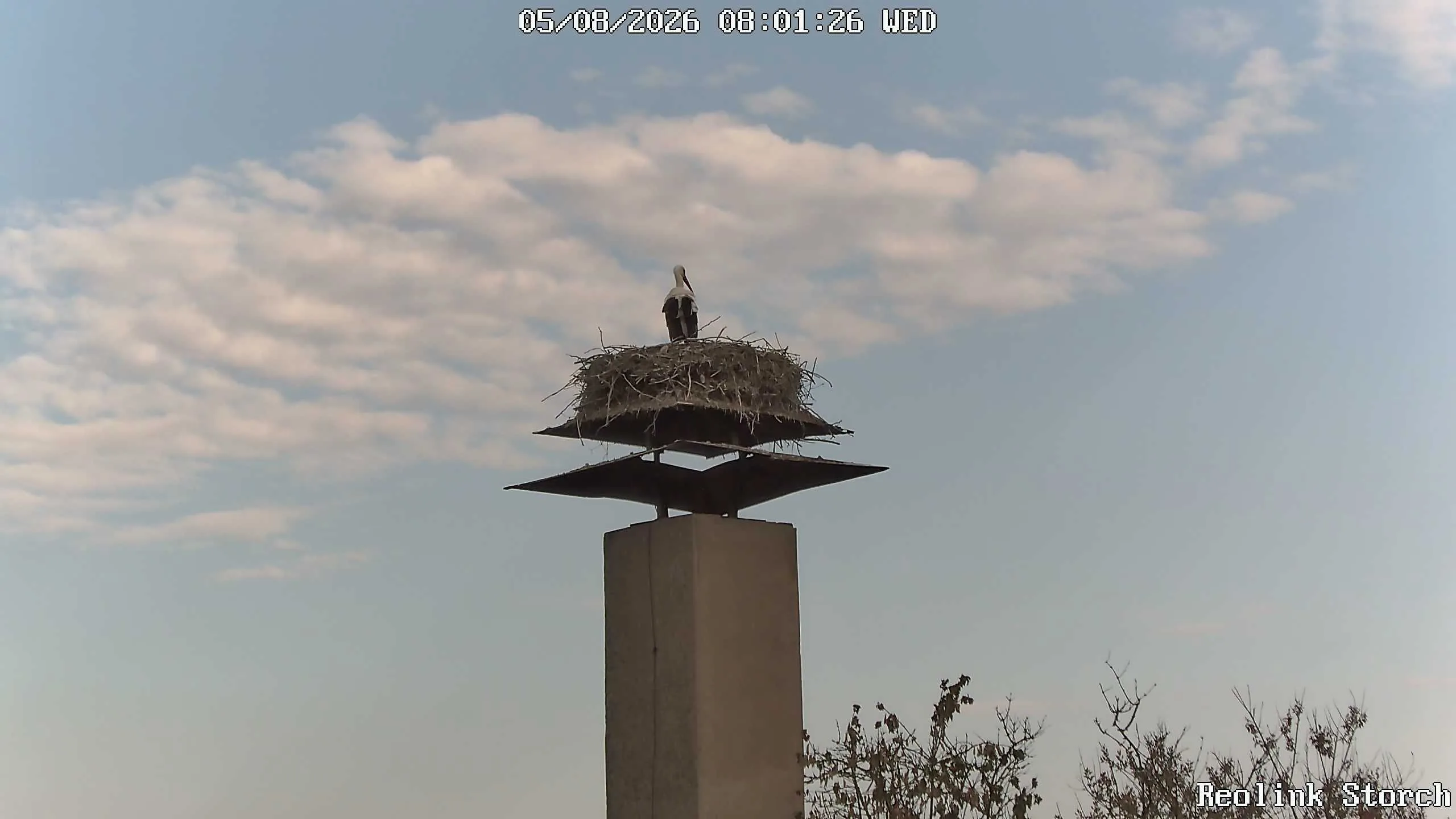 Storchencam Bild