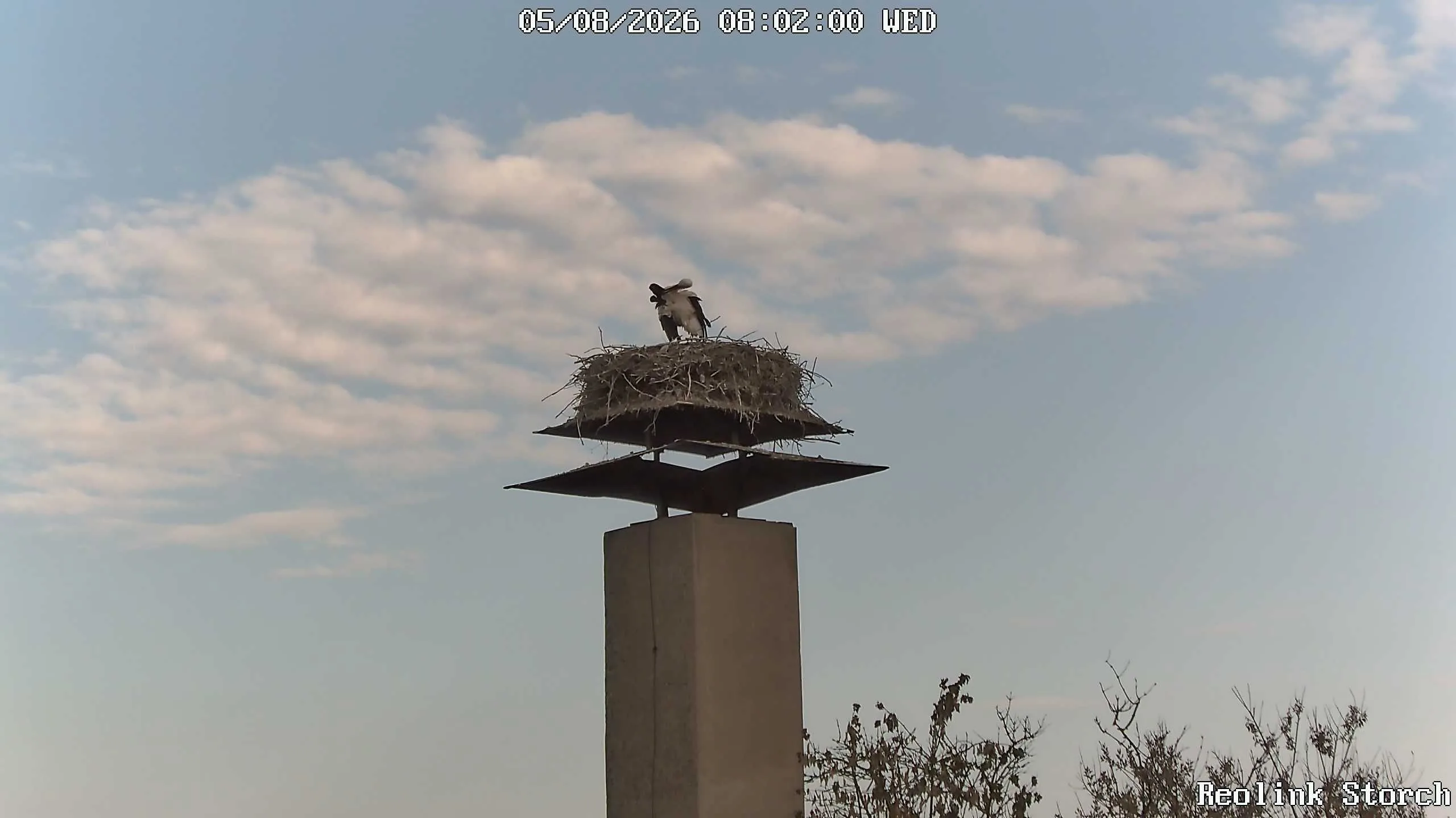 Storchencam Bild