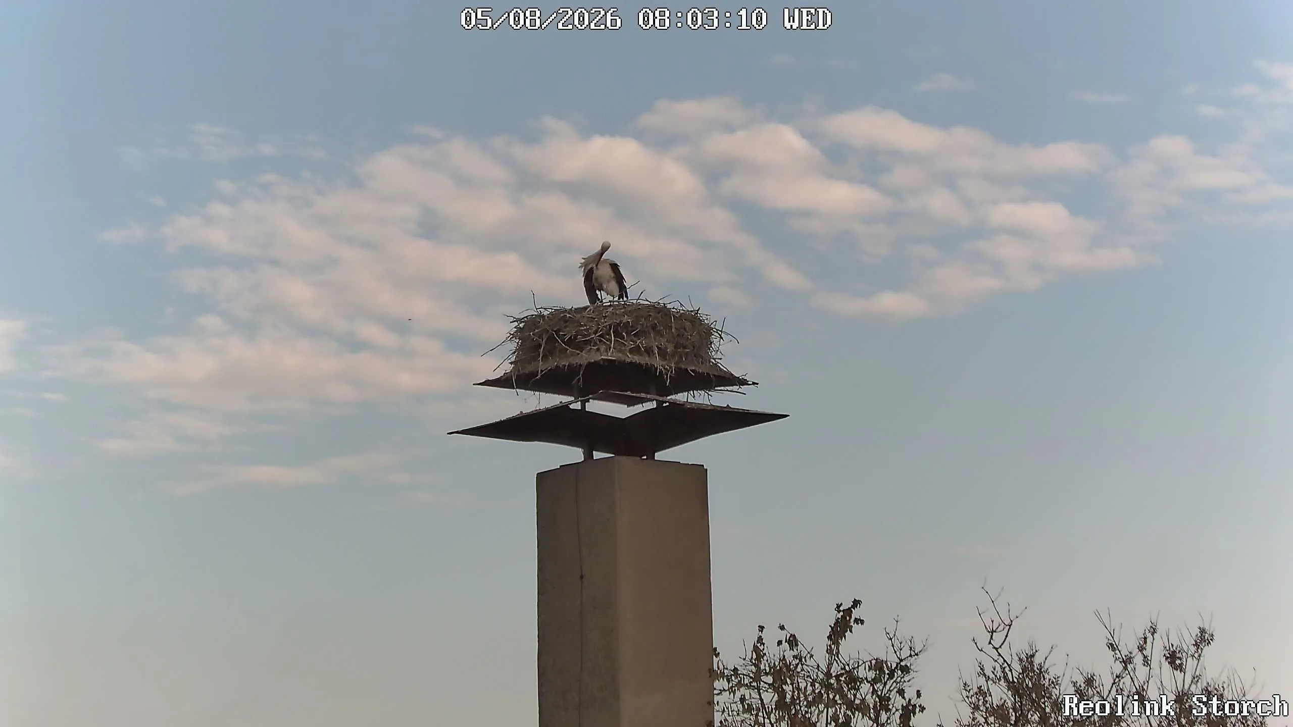 Storchencam Bild