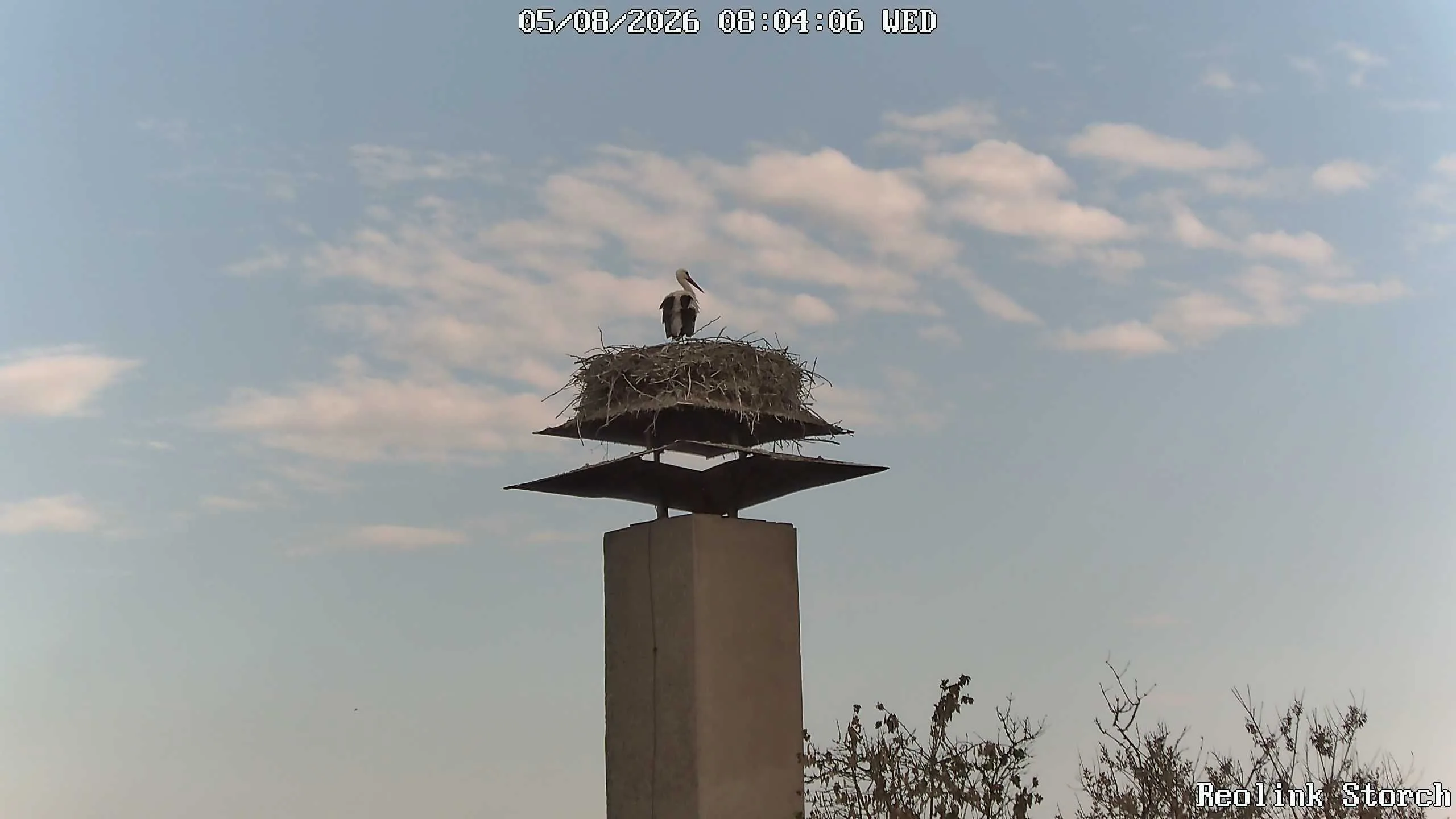 Storchencam Bild