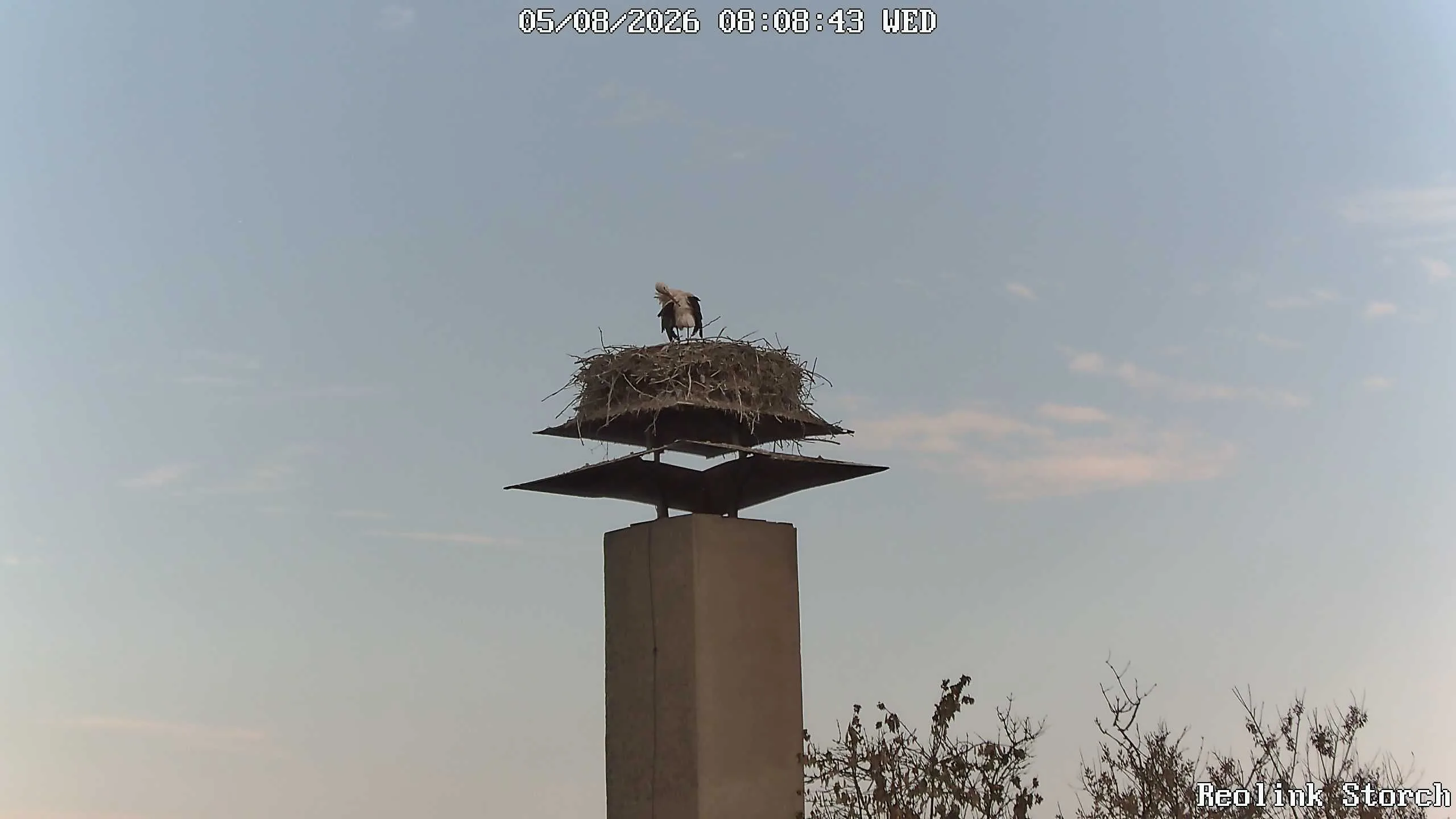 Storchencam Bild