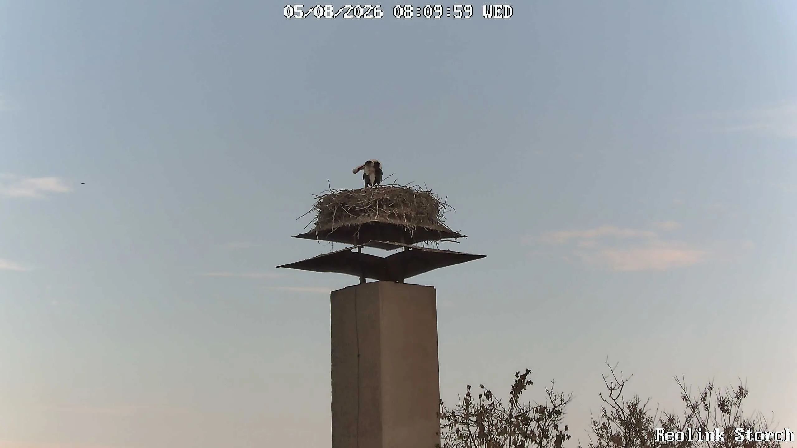 Storchencam Bild