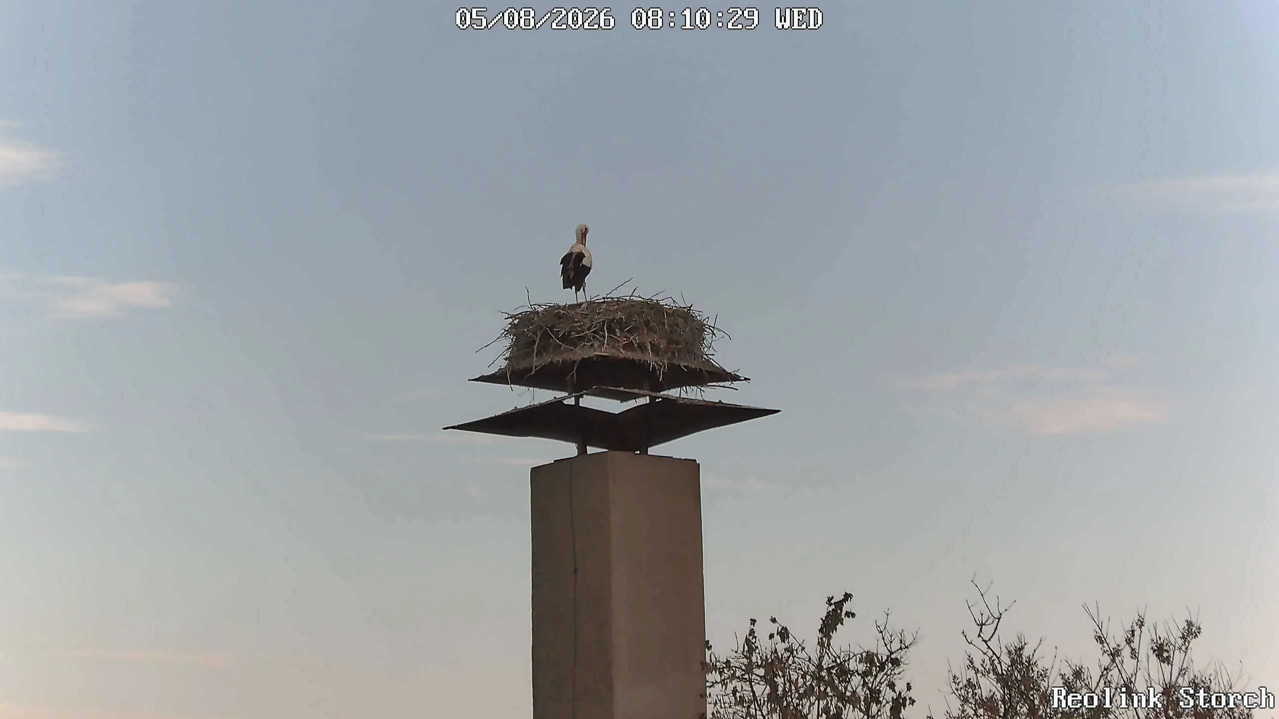 Storchencam Bild