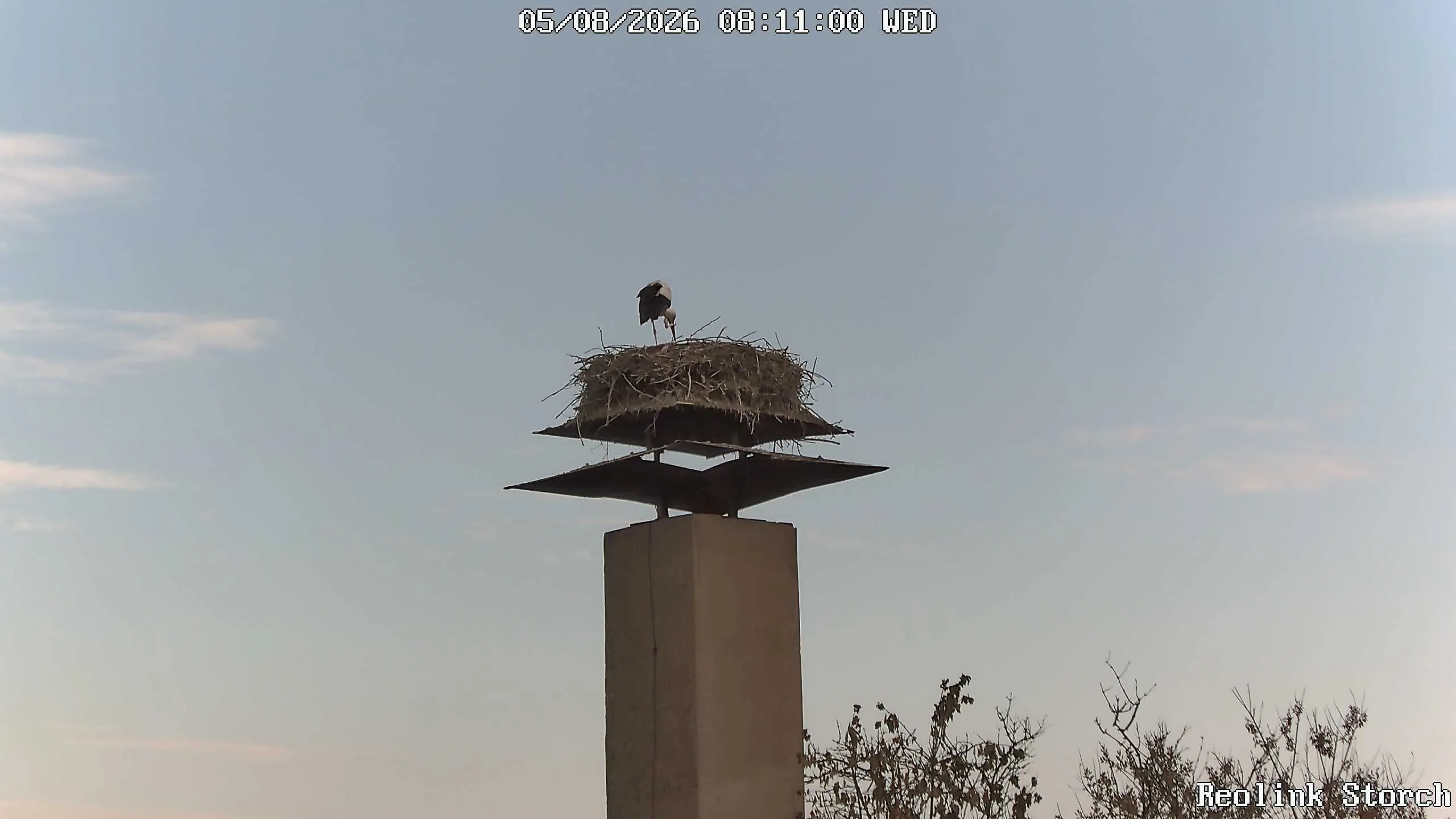 Storchencam Bild