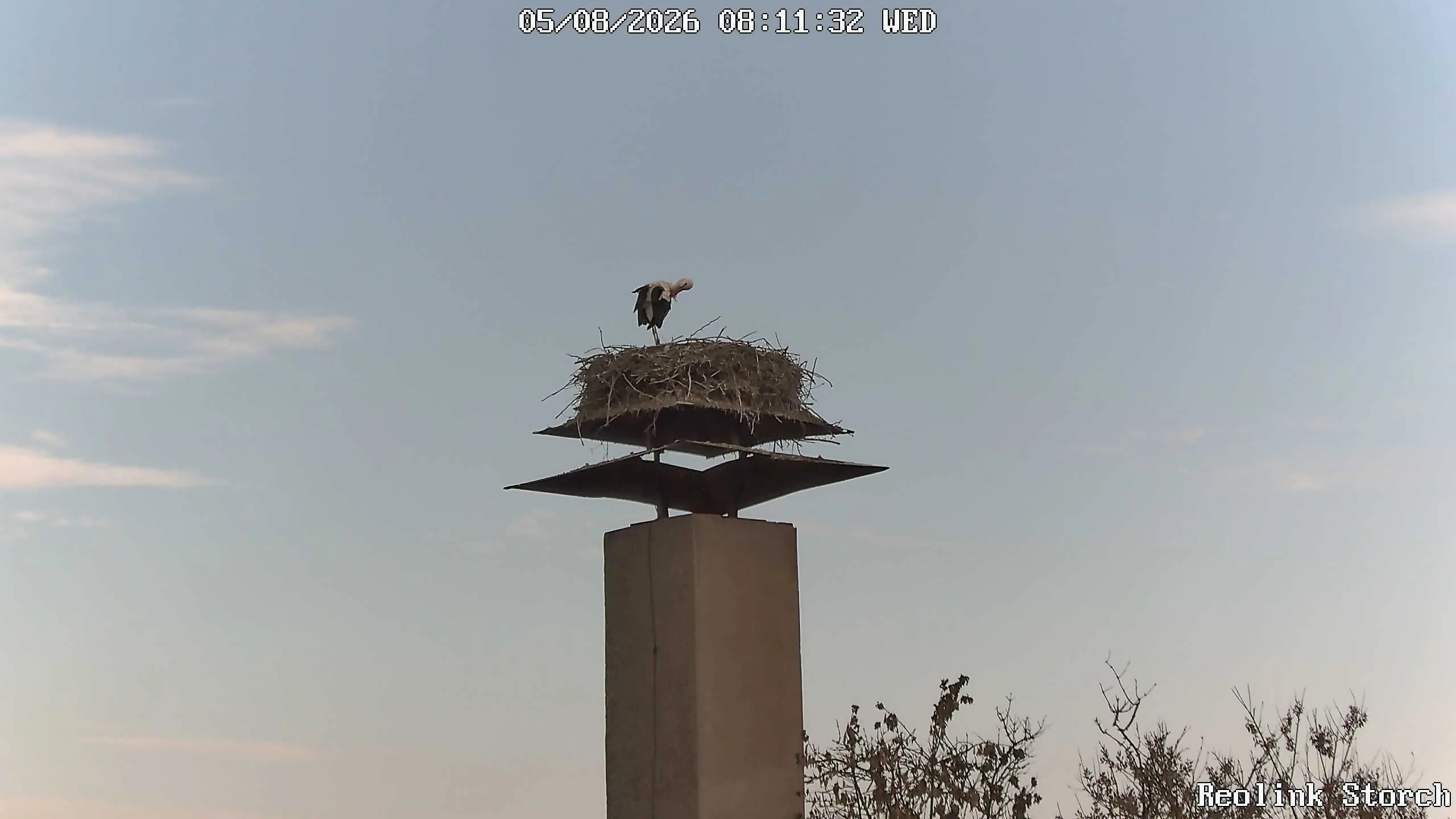 Storchencam Bild