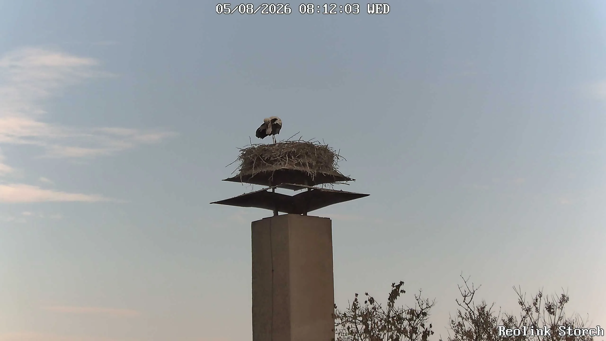 Storchencam Bild
