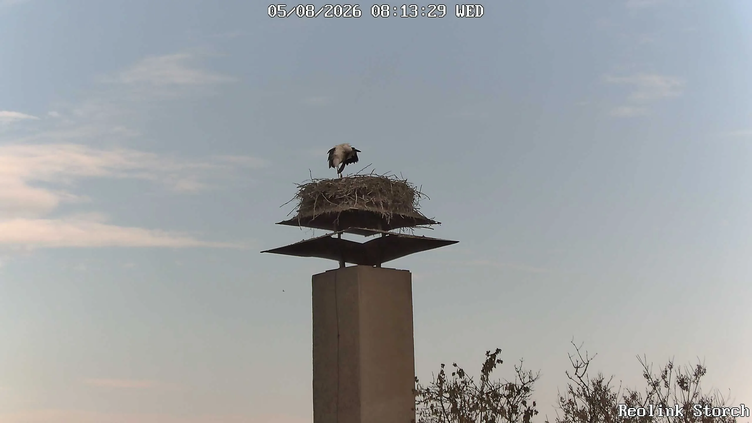Storchencam Bild