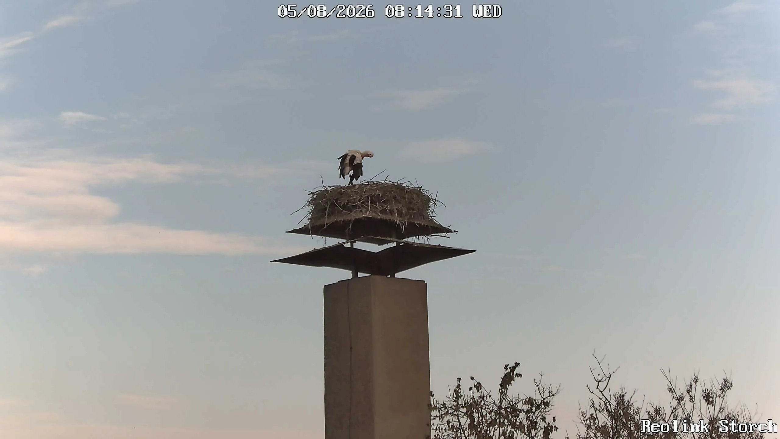 Storchencam Bild